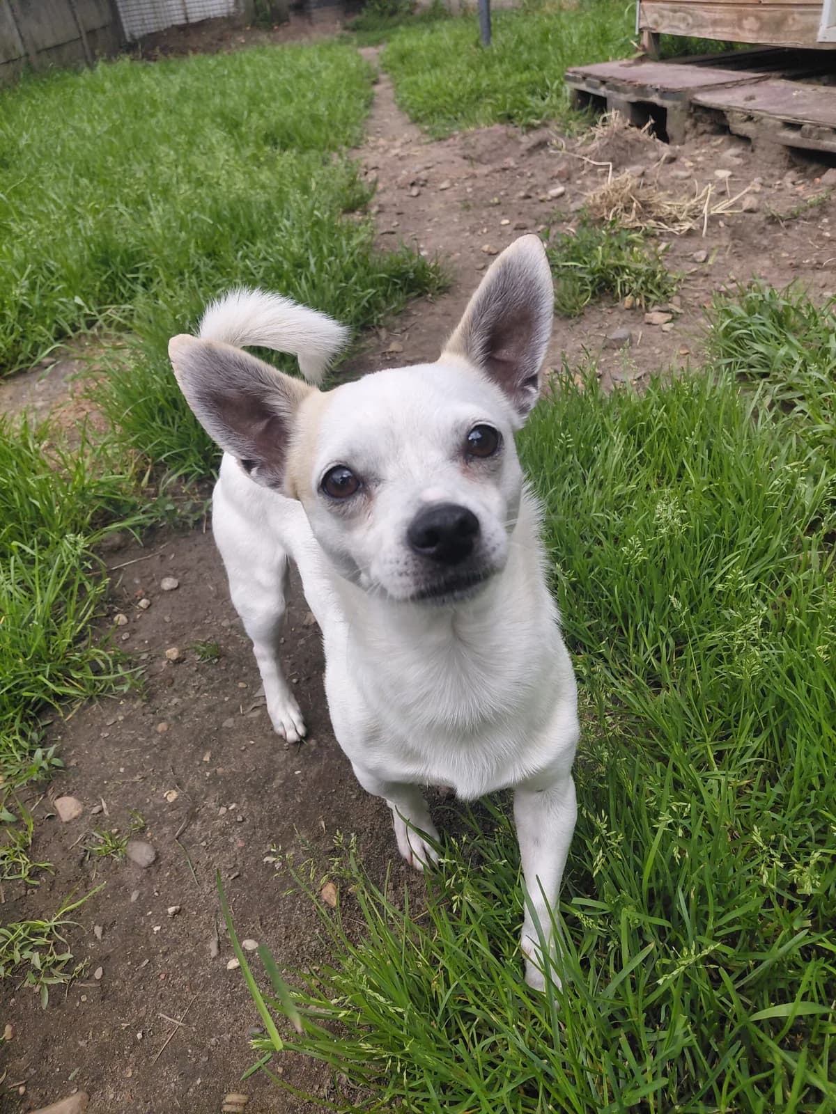 Sky, male 6yo Chihuahua for adoption at Dierenasiel Genk, Genk