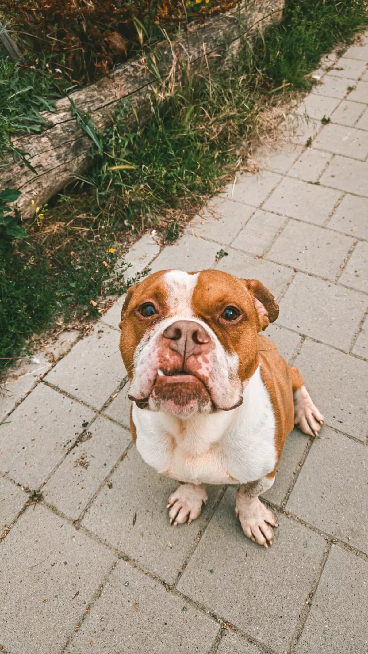 Baiko, male 4yo mixed breed for adoption at Dierenasiel Gent, Gent