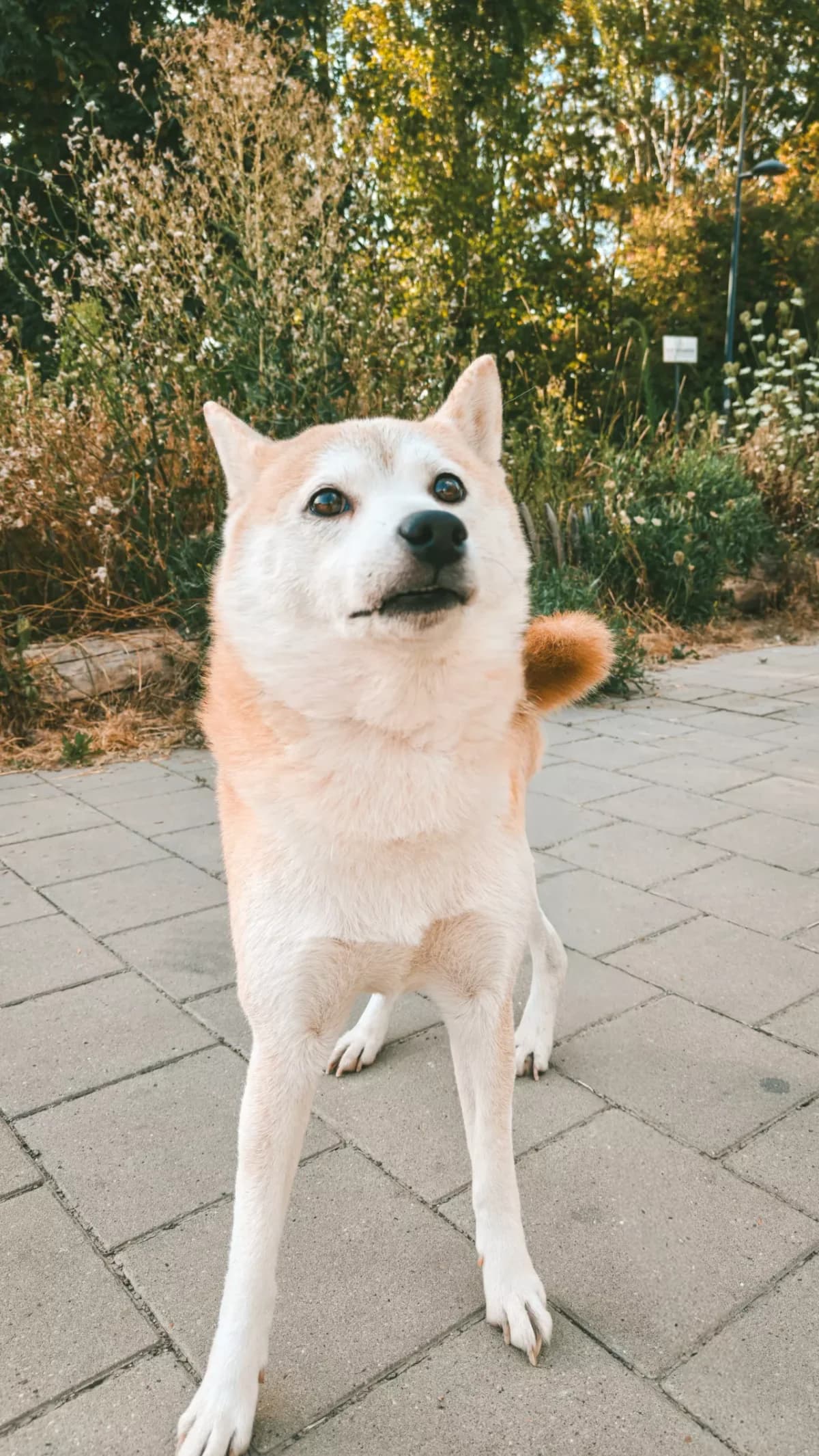 Ban, male 6yo Shiba Inu for adoption at Dierenasiel Gent, Gent