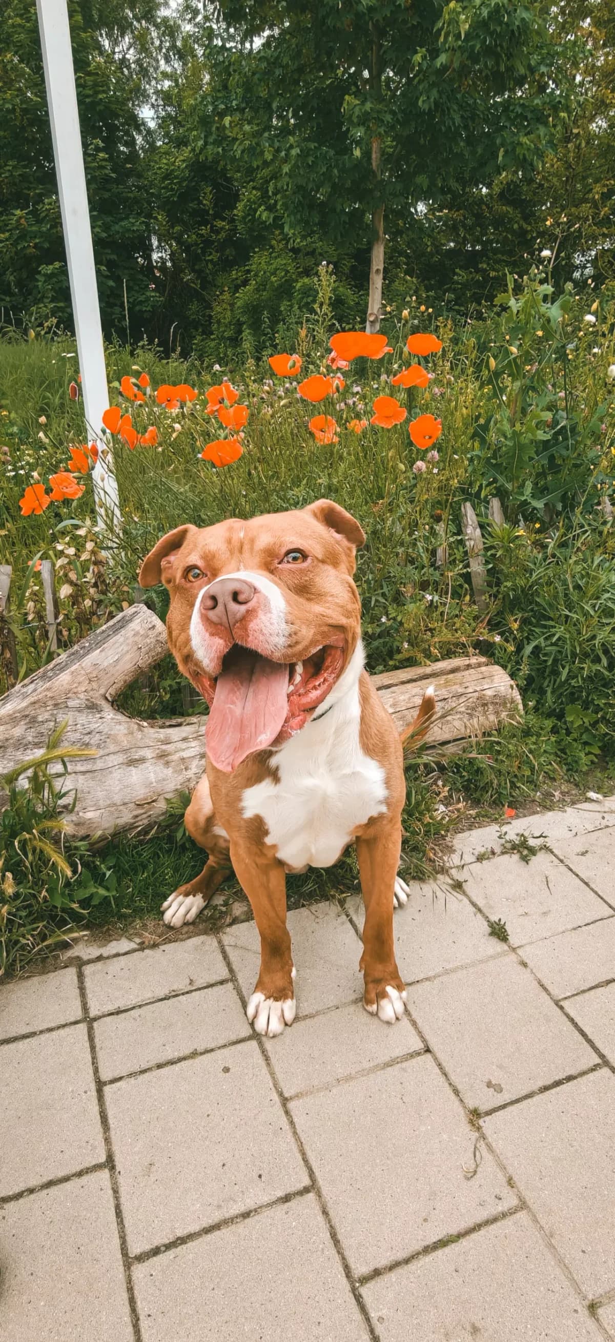 Bandit, male young mixed breed for adoption at Dierenasiel Gent, Gent