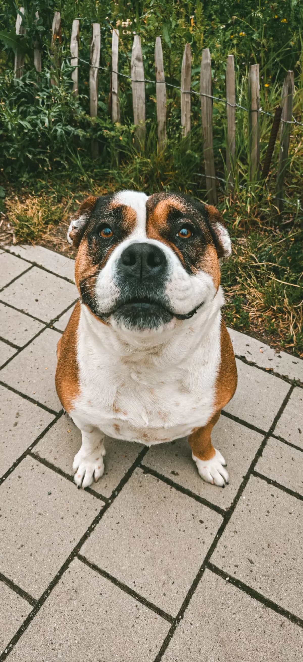 Bella, female 6yo mixed breed for adoption at Dierenasiel Gent, Gent