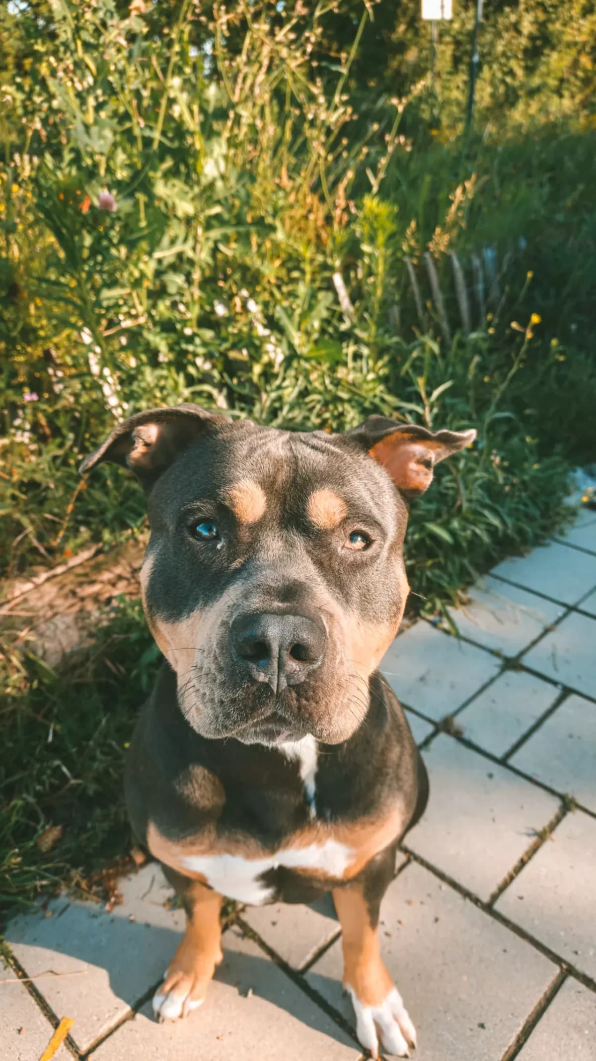 Billie, female young mixed breed for adoption at Dierenasiel Gent, Gent