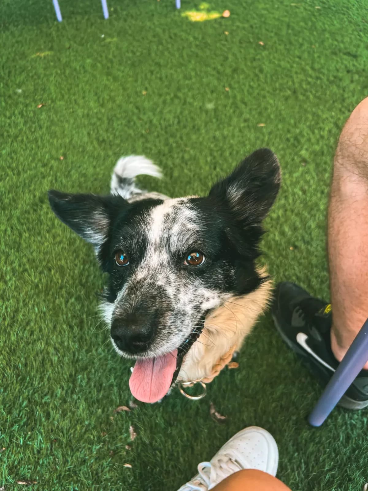 Blacky, male senior mixed breed for adoption at Dierenasiel Gent, Gent