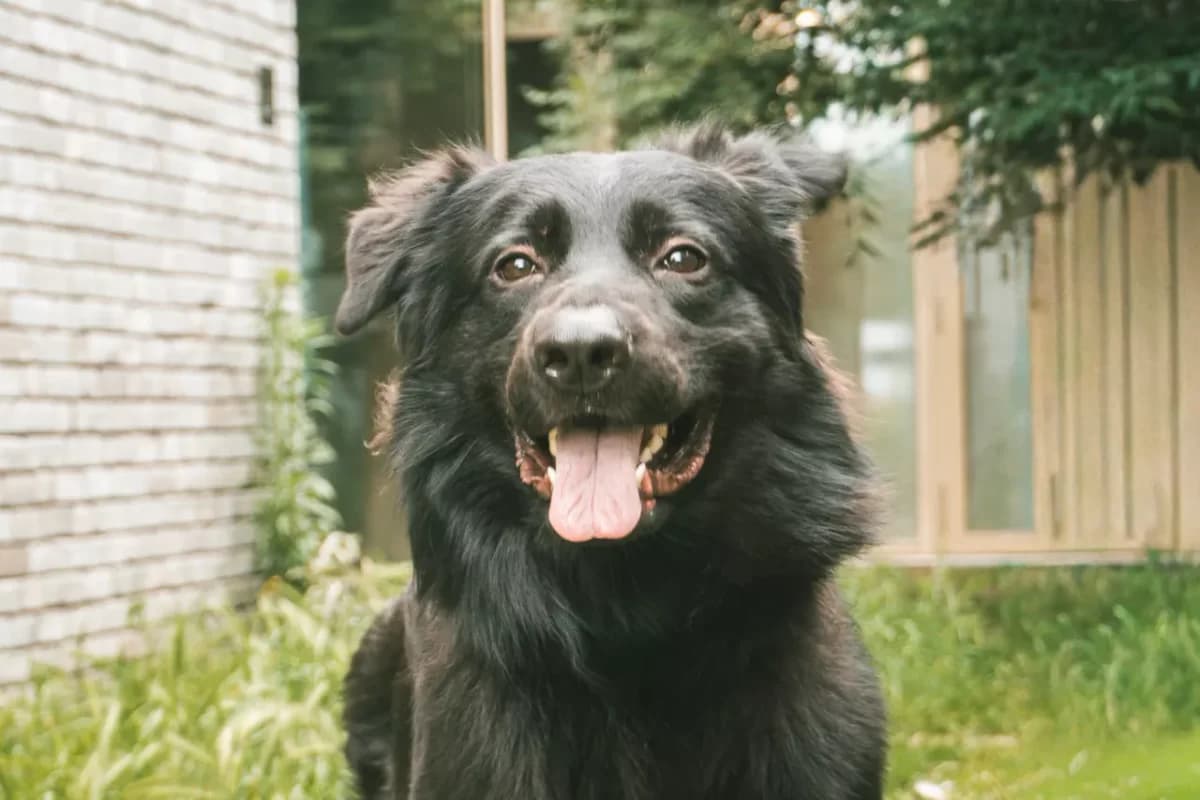 Blacky, male young mixed breed for adoption at Dierenasiel Gent, Gent