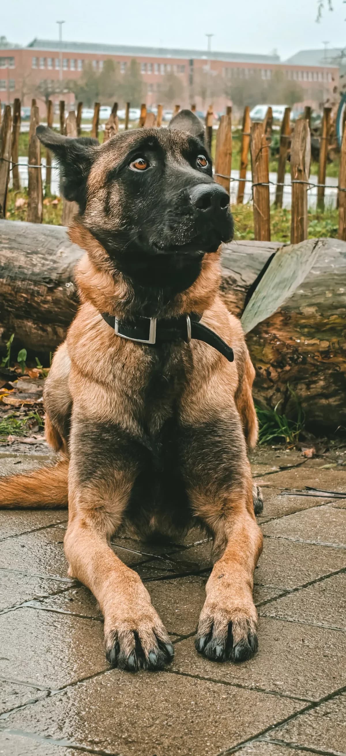 Boyka, male 4yo mixed breed for adoption at Dierenasiel Gent, Gent