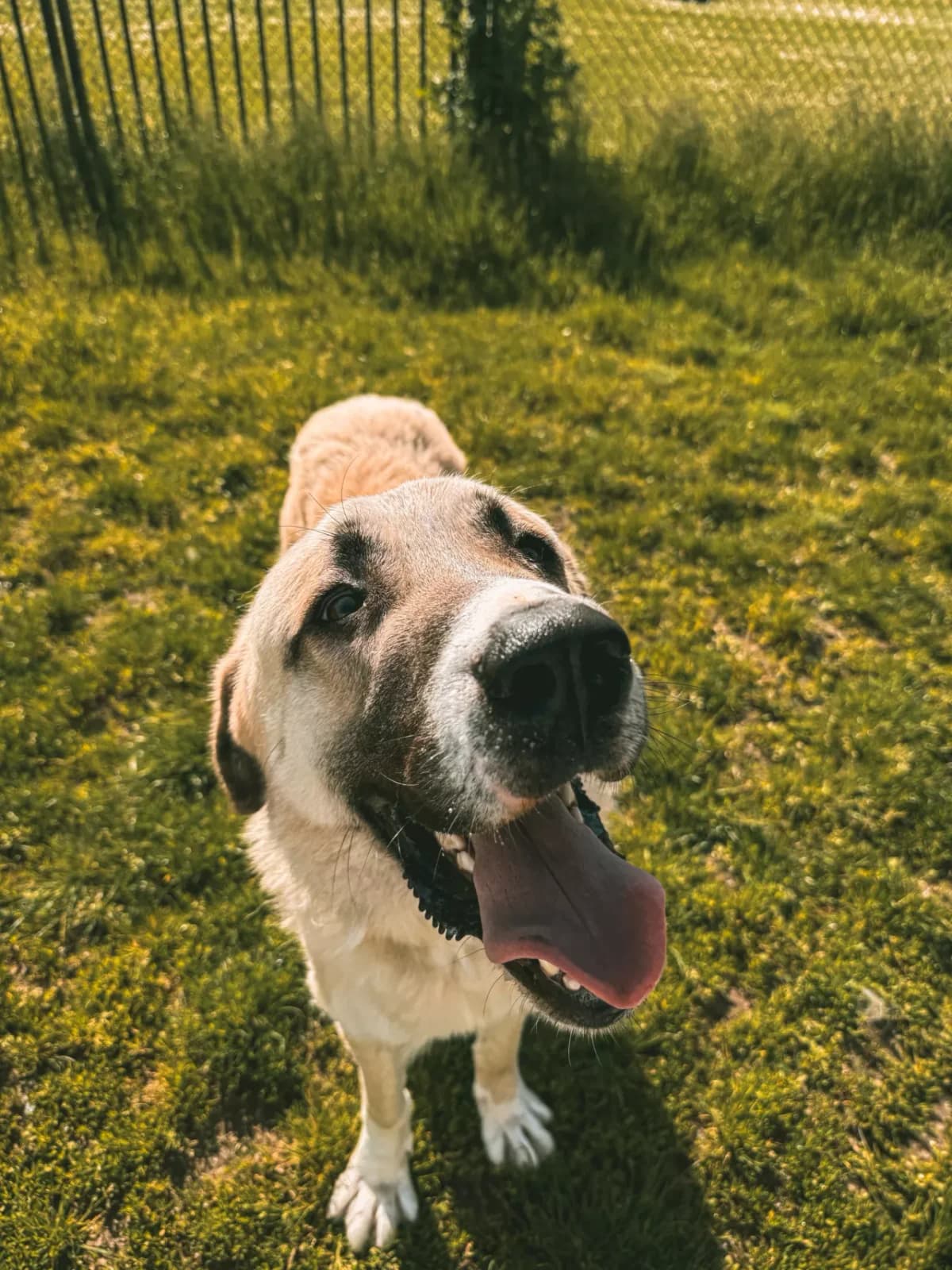 Bozok, male young mixed breed for adoption at Dierenasiel Gent, Gent