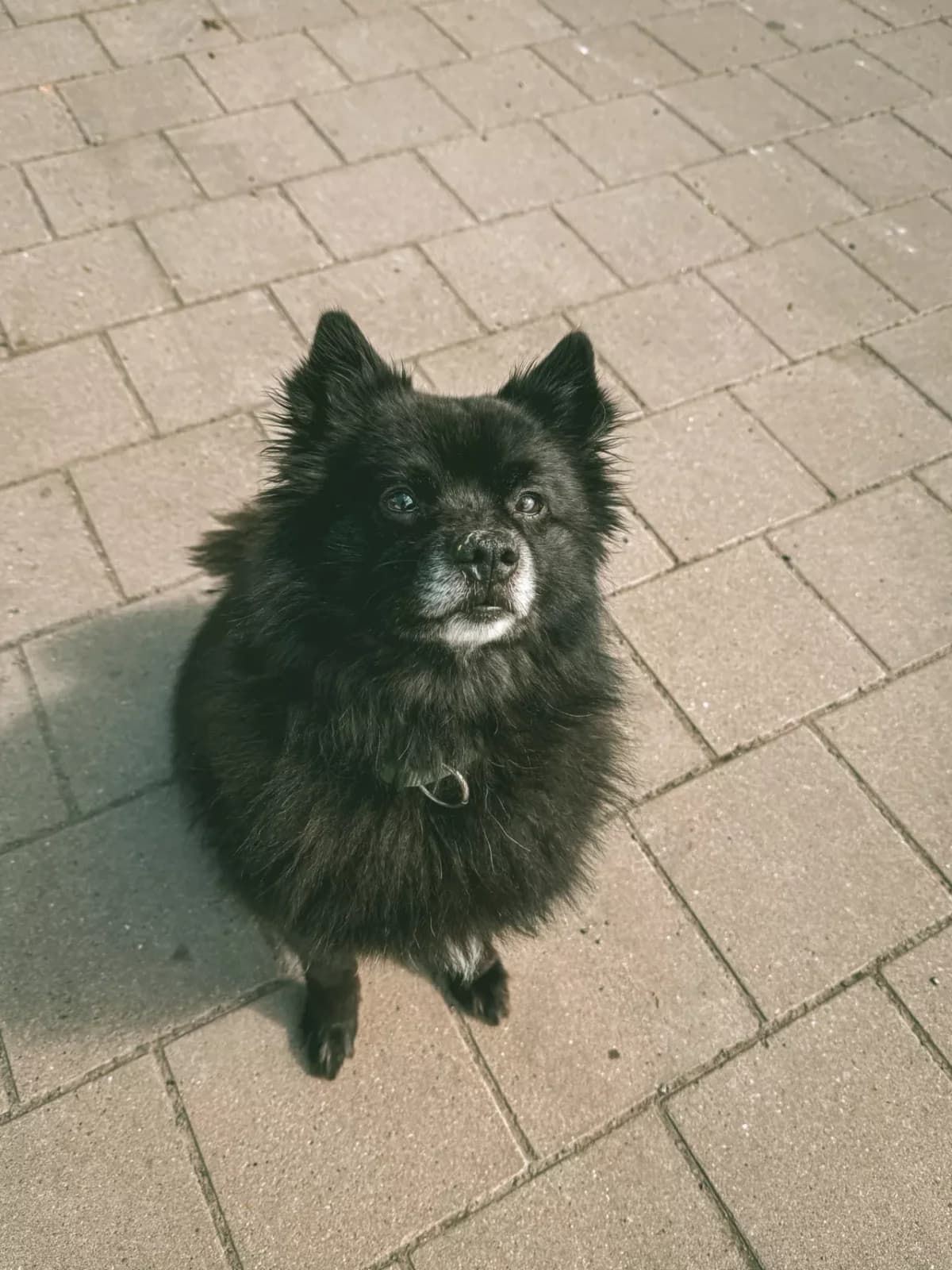 Buddy, male 5yo mixed breed for adoption at Dierenasiel Gent, Gent