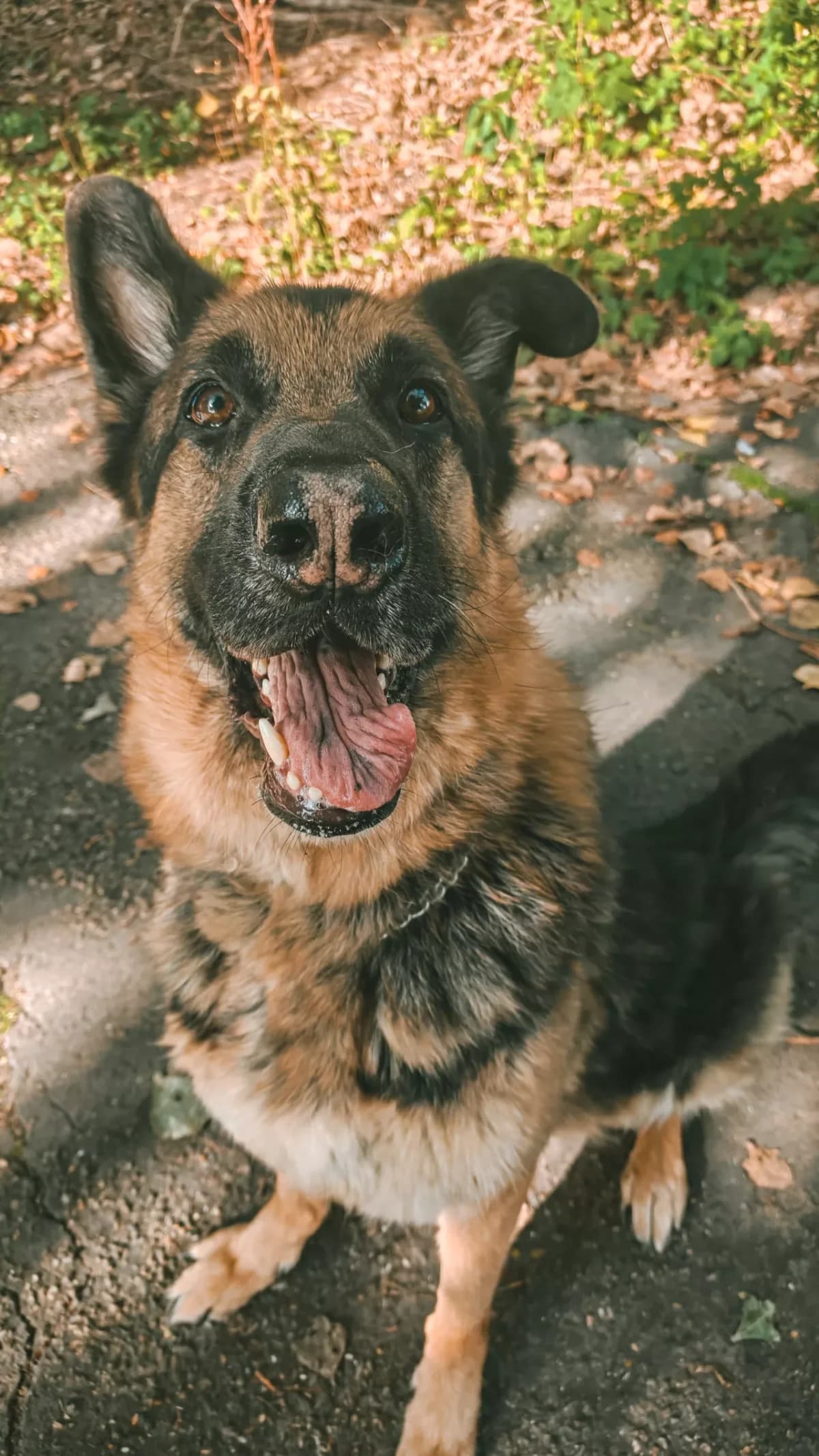 Buddy, male 6yo mixed breed for adoption at Dierenasiel Gent, Gent