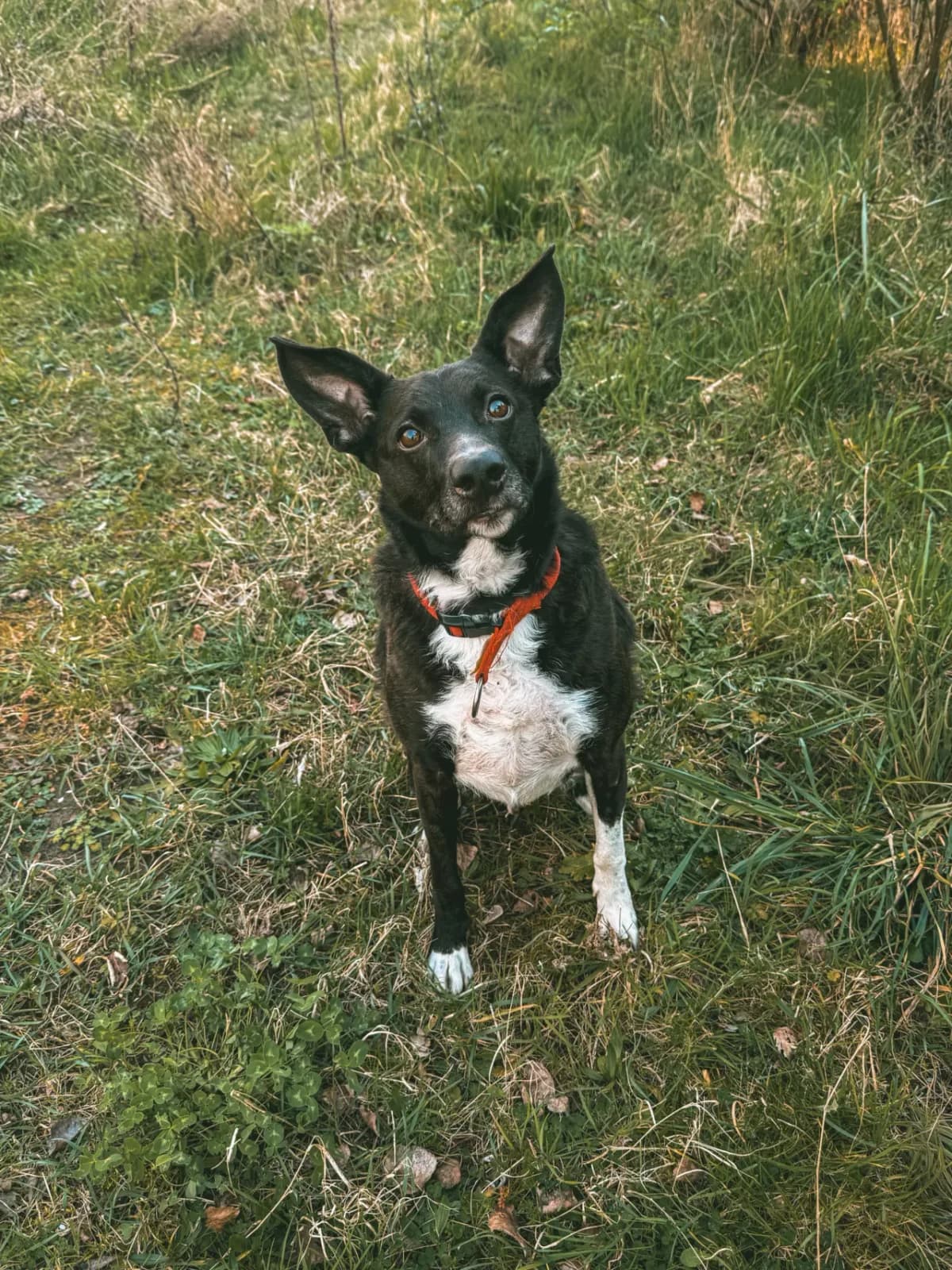 Charlie, male 5yo Podenco for adoption at Dierenasiel Gent, Gent