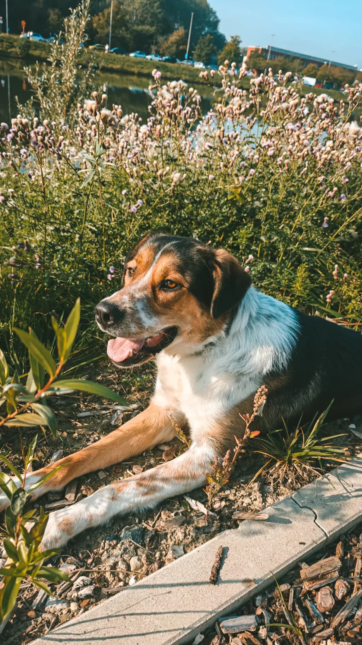 Django, male young mixed breed for adoption at Dierenasiel Gent, Gent