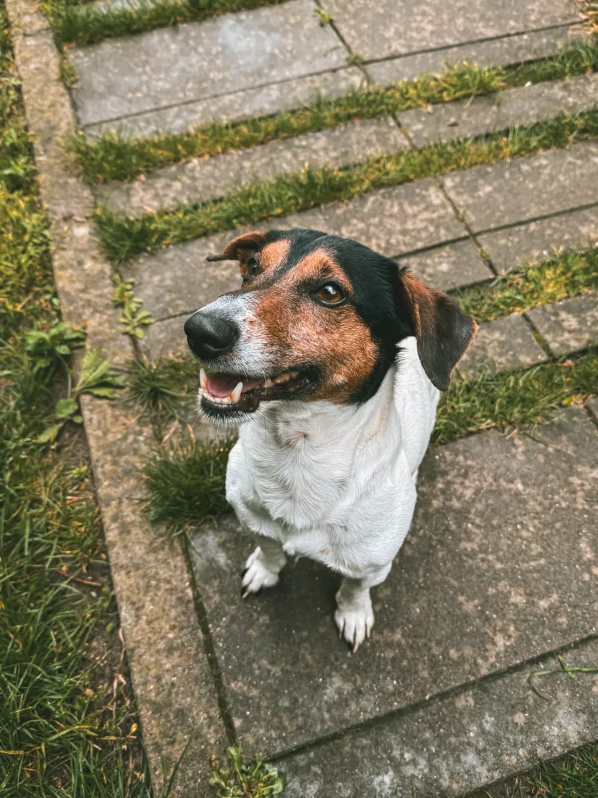 Google, male 6yo Jack Russell Terrier for adoption at Dierenasiel Gent, Gent