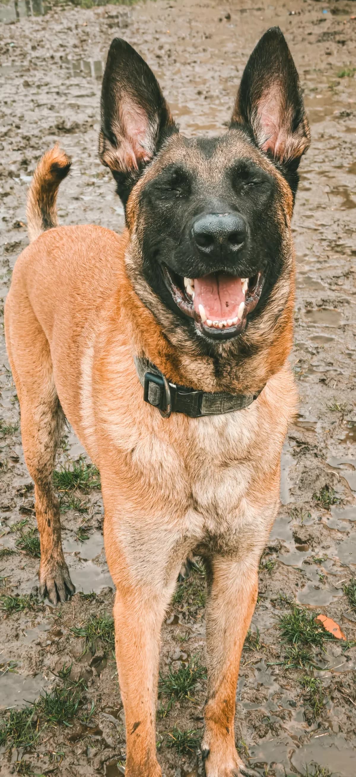 Hugo, male young mixed breed for adoption at Dierenasiel Gent, Gent