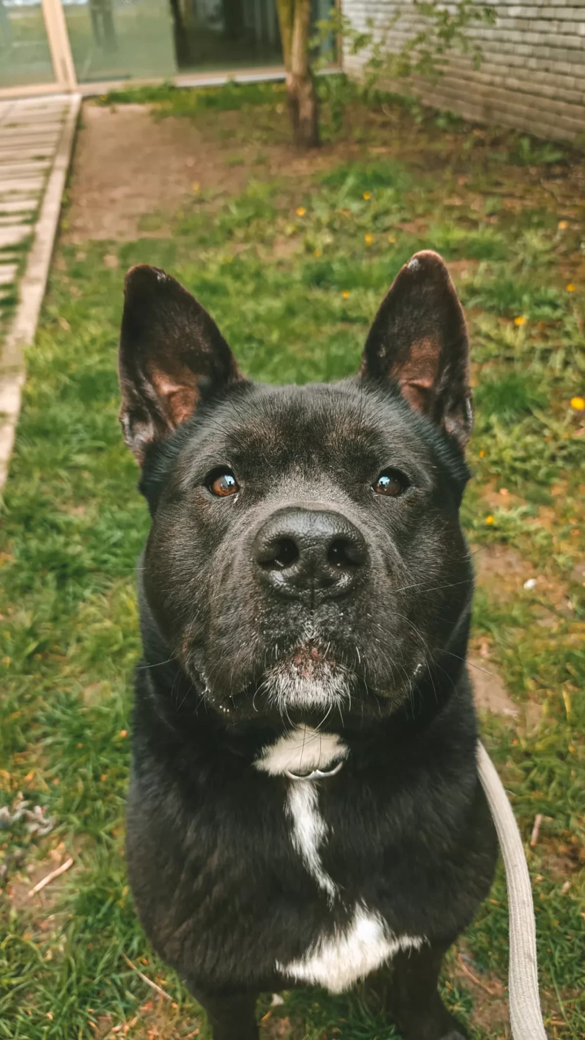 Jack, male young mixed breed for adoption at Dierenasiel Gent, Gent