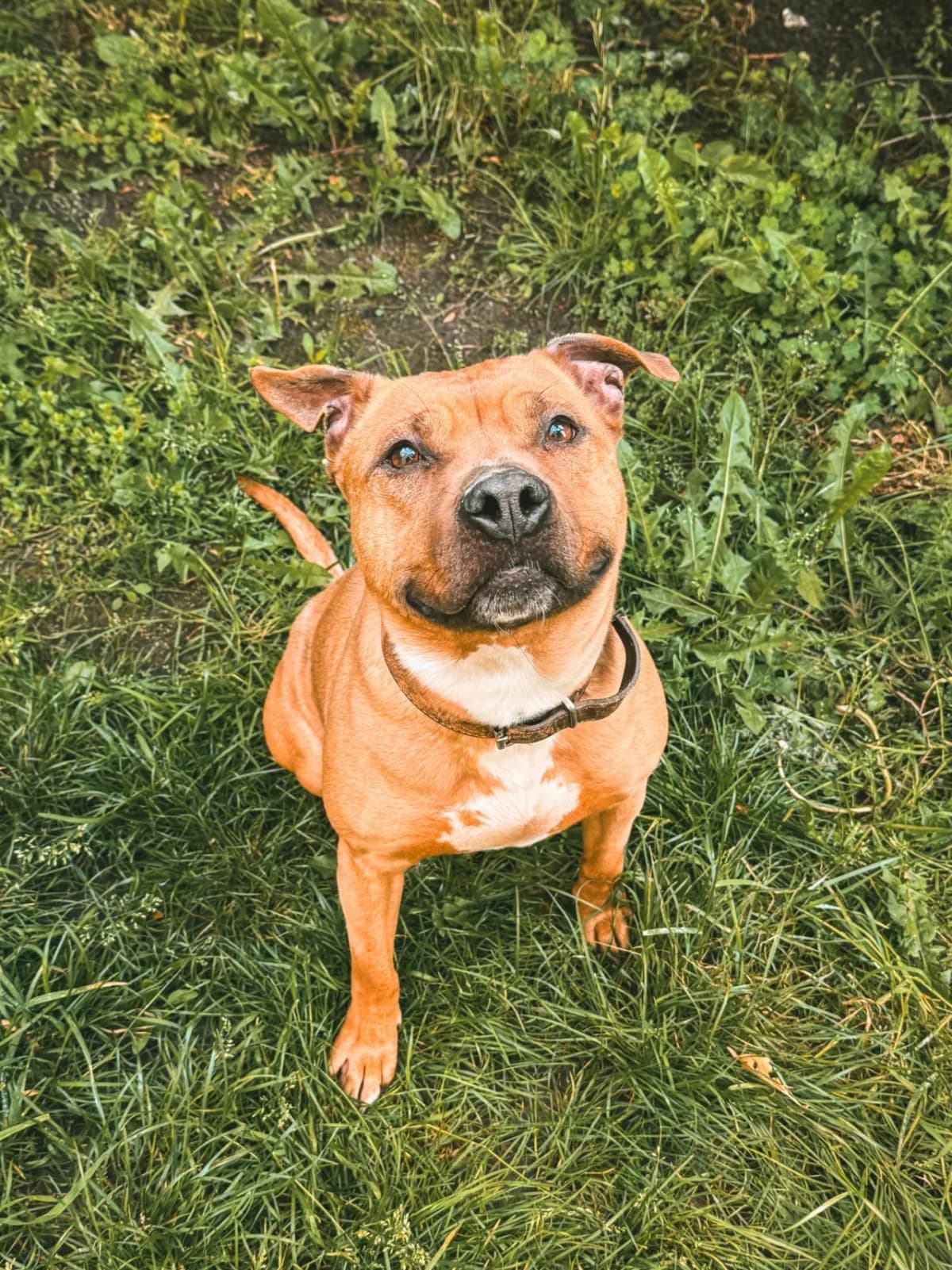Jeanne, female young mixed breed for adoption at Dierenasiel Gent, Gent