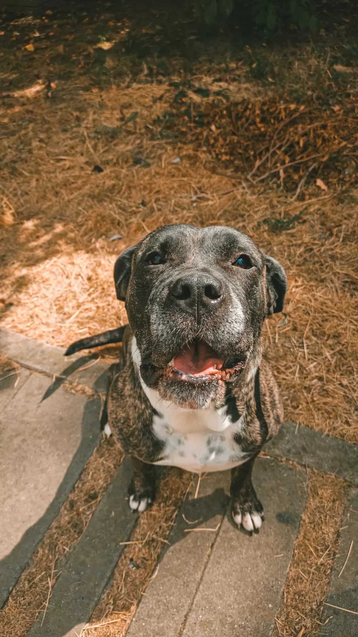 Juda, female 4yo Cane Corso for adoption at Dierenasiel Gent, Gent