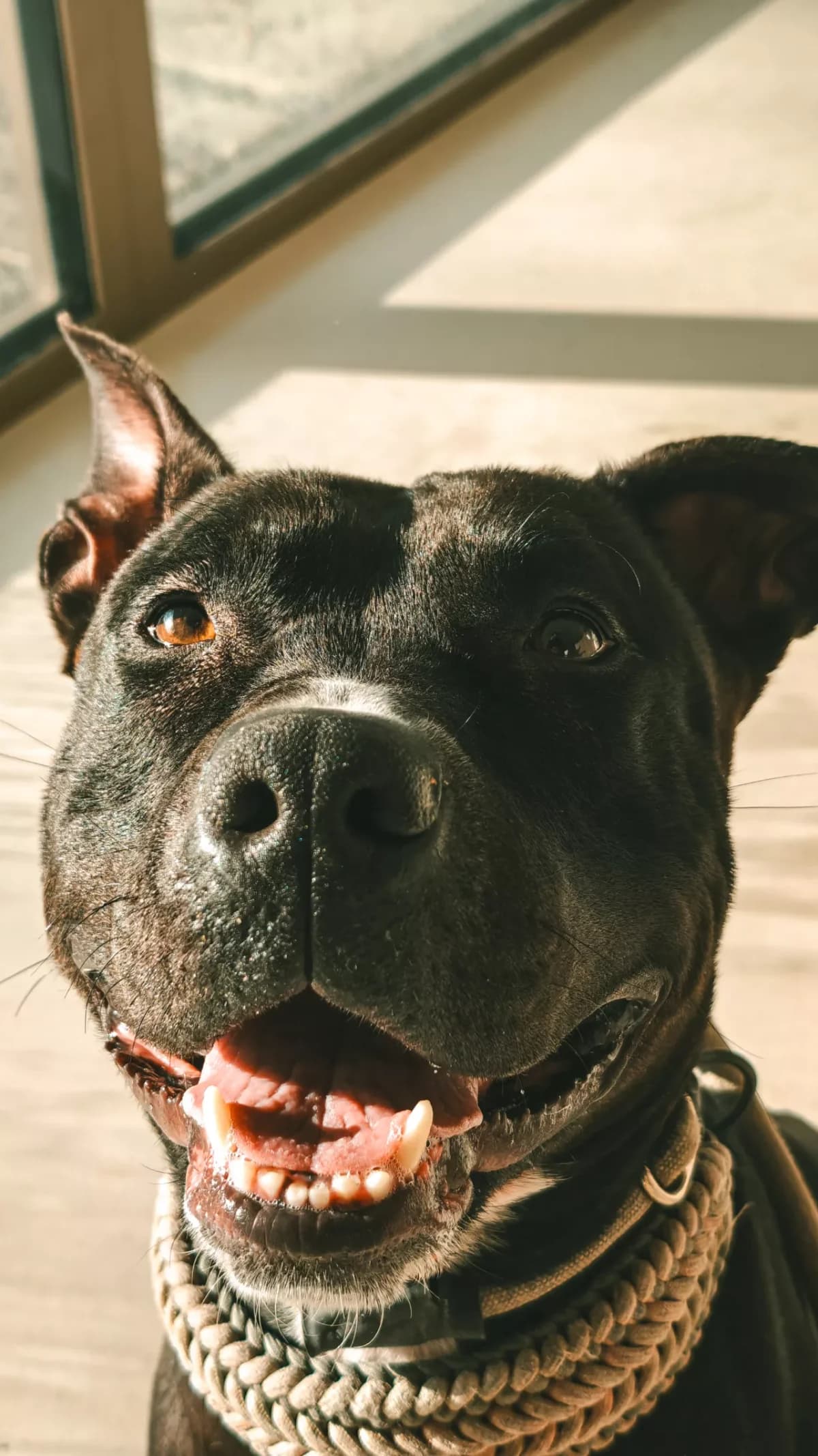 Kyara, female 4yo mixed breed for adoption at Dierenasiel Gent, Gent