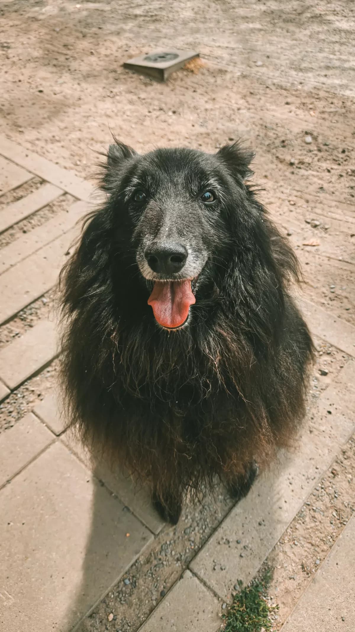 Lotte, female senior mixed breed for adoption at Dierenasiel Gent, Gent