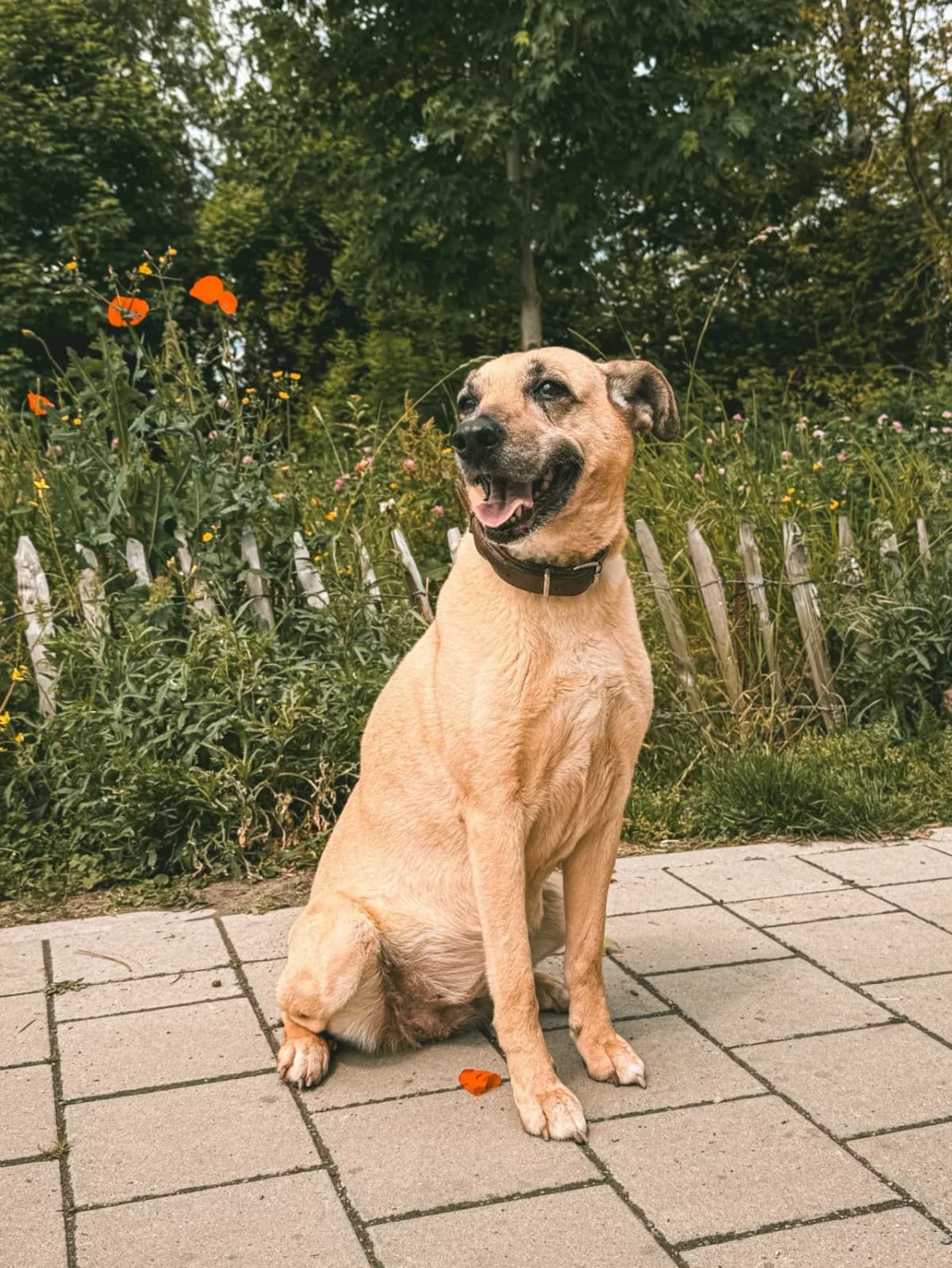 Louise, female senior mixed breed for adoption at Dierenasiel Gent, Gent