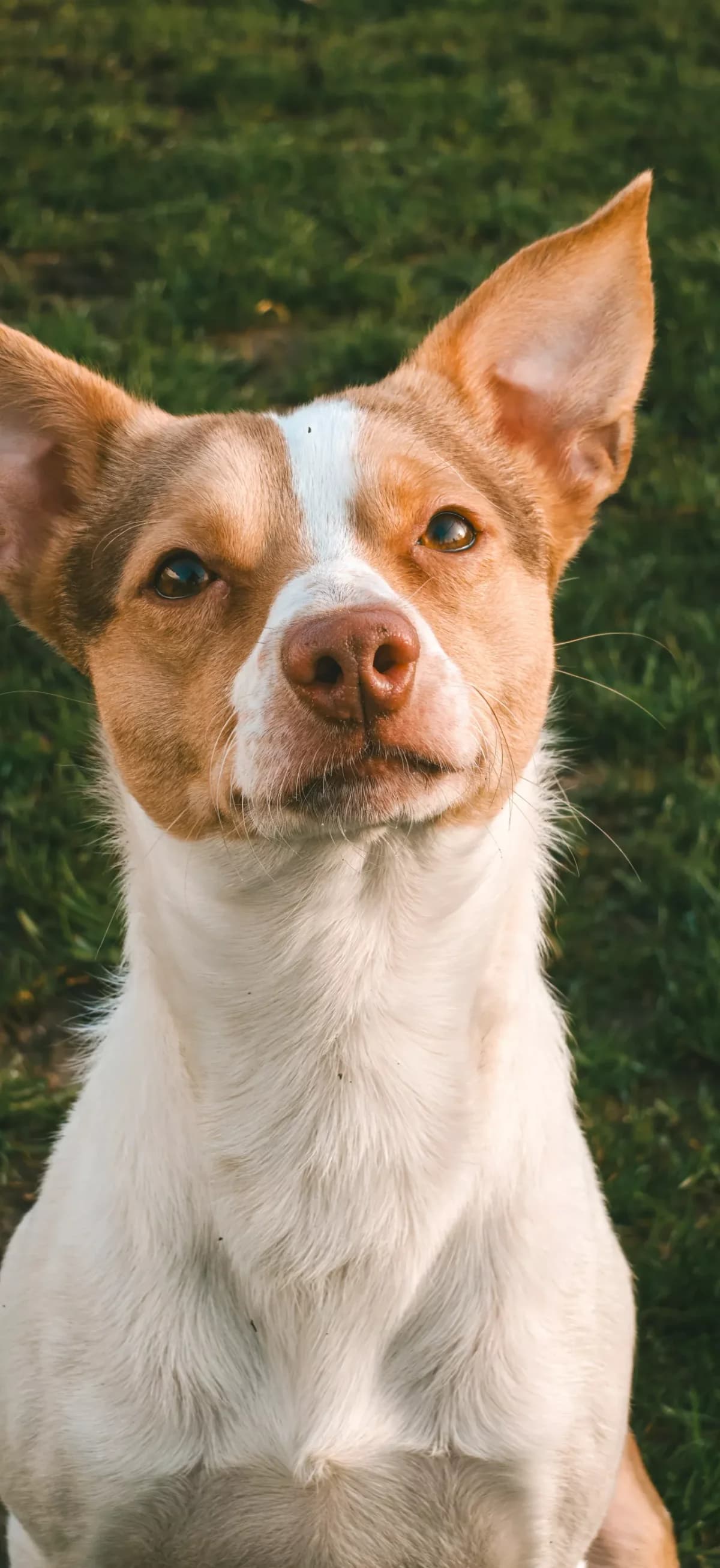 Lucky, male young Jack Russell Terrier for adoption at Dierenasiel Gent, Gent