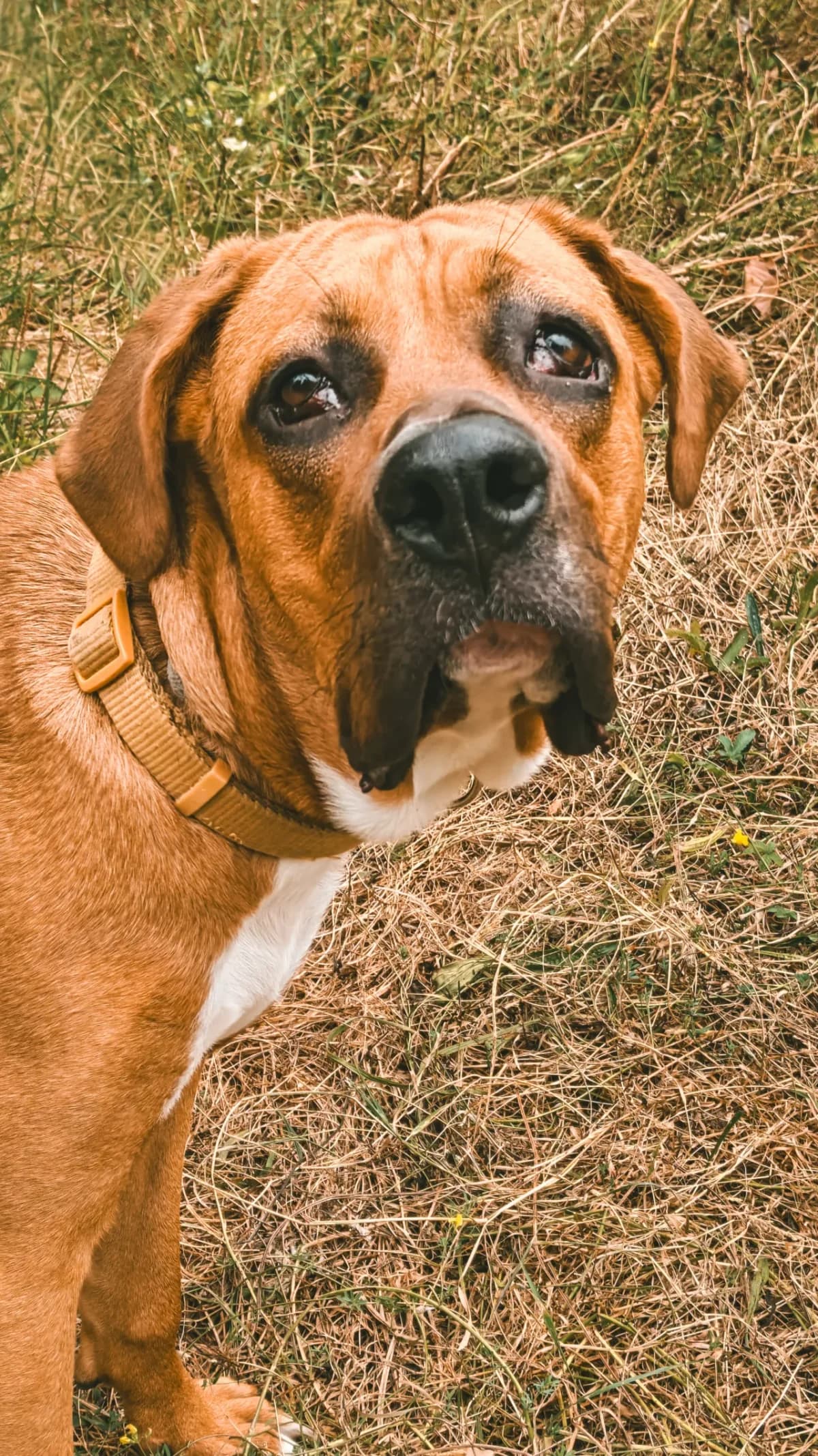 Odi, female puppy mixed breed for adoption at Dierenasiel Gent, Gent