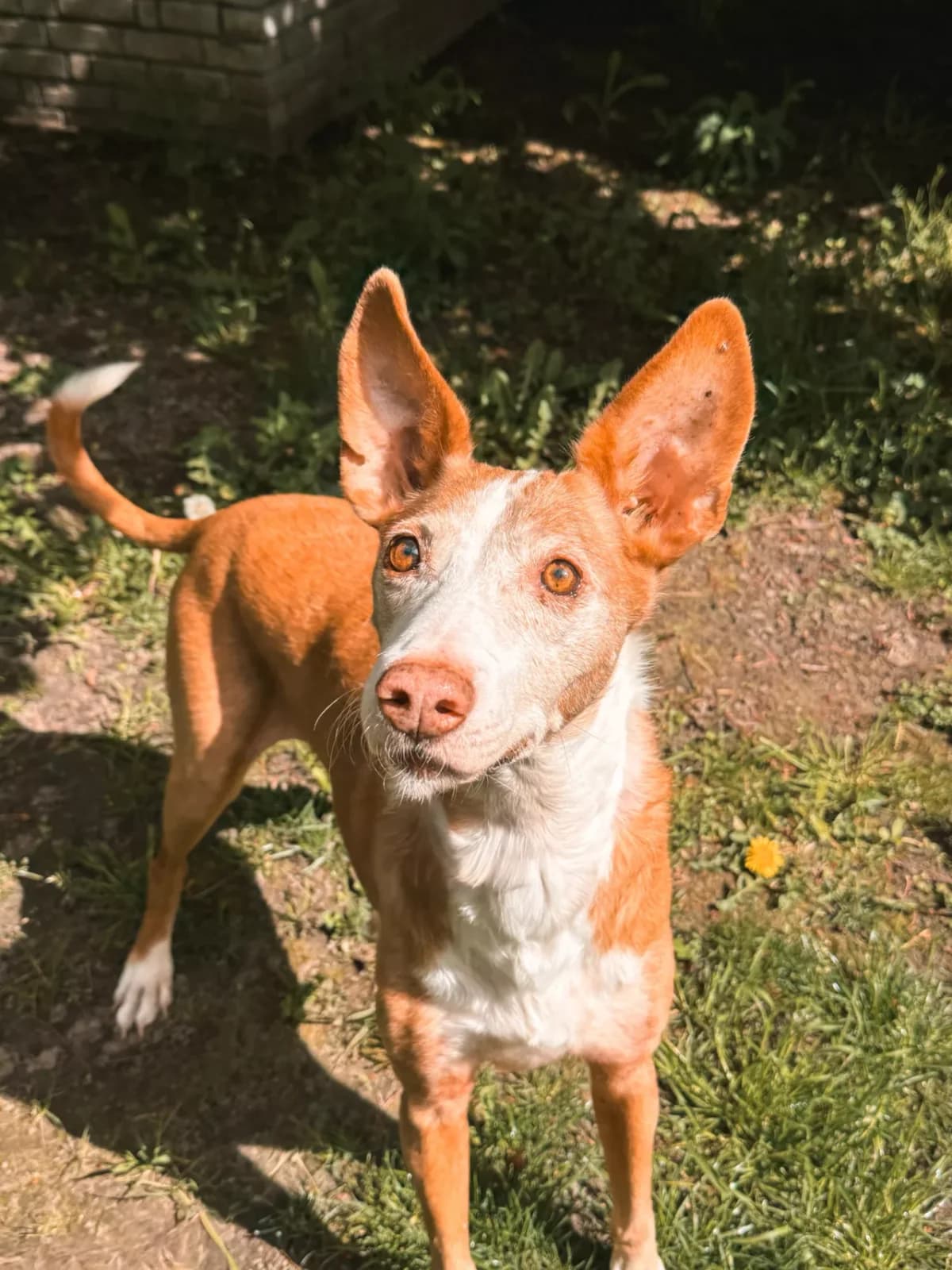 Pancho, male senior Podenco for adoption at Dierenasiel Gent, Gent