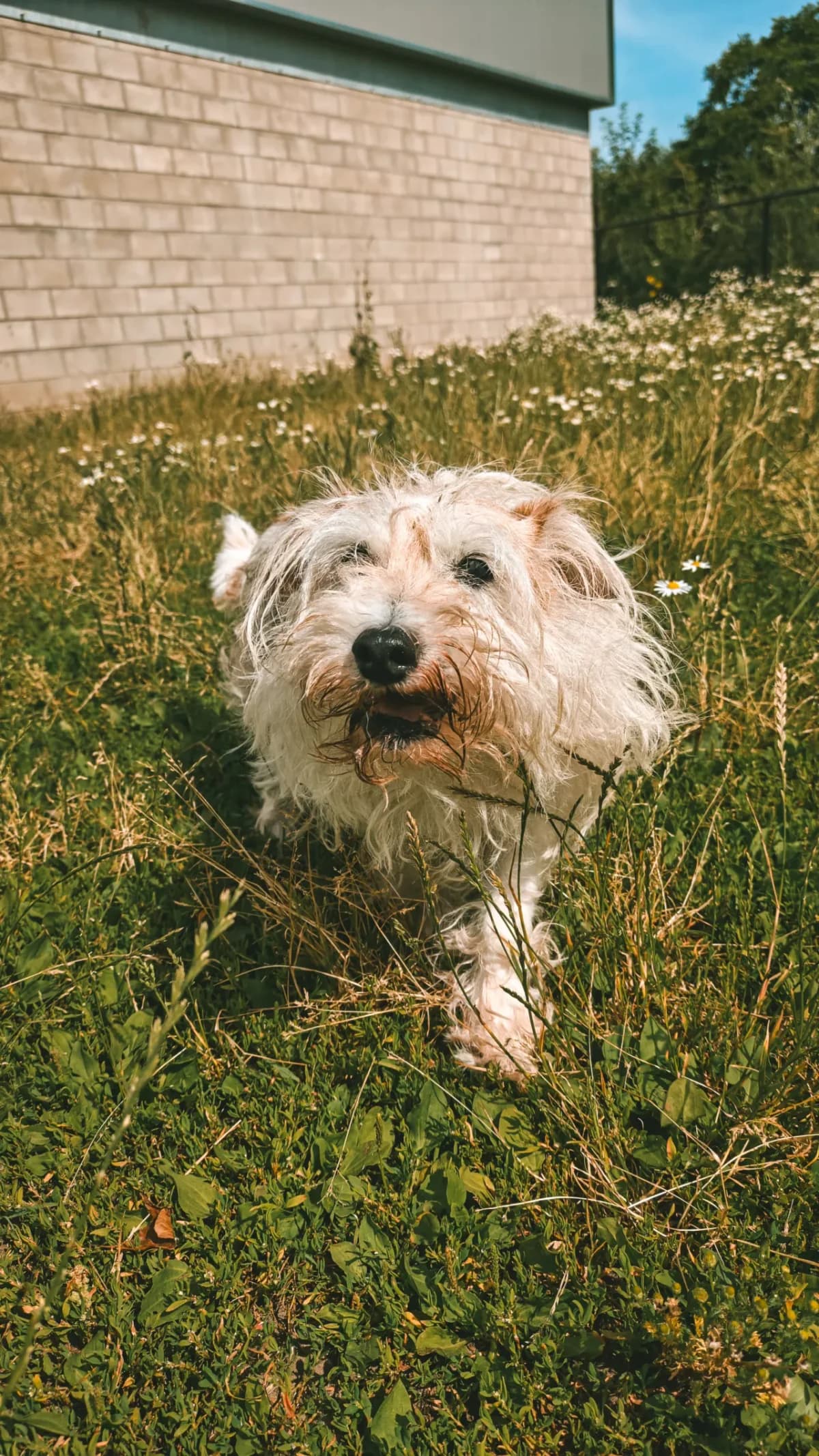 Pepper, female senior mixed breed for adoption at Dierenasiel Gent, Gent