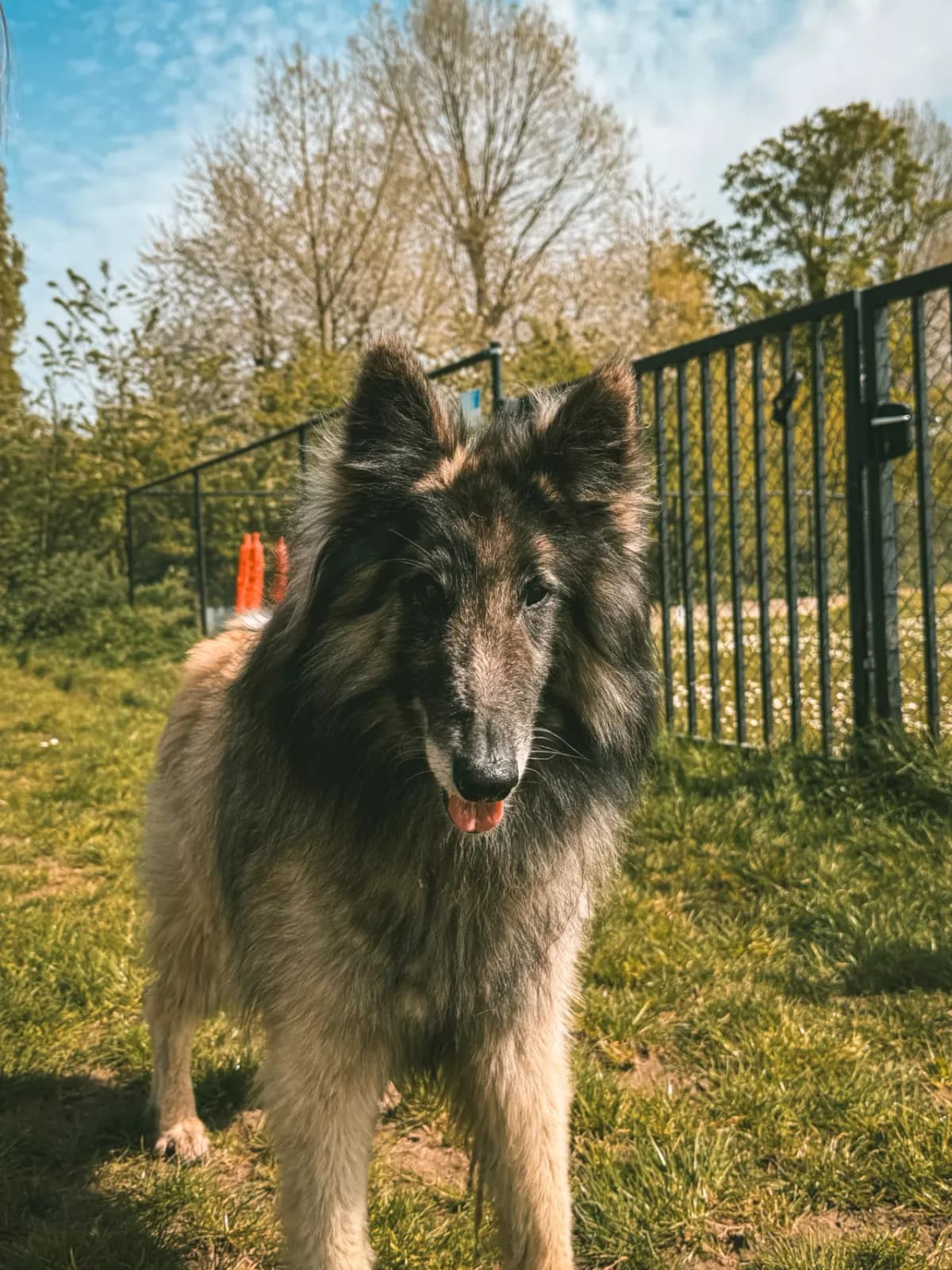 Renzo, male senior Belgian Tervuren for adoption at Dierenasiel Gent, Gent