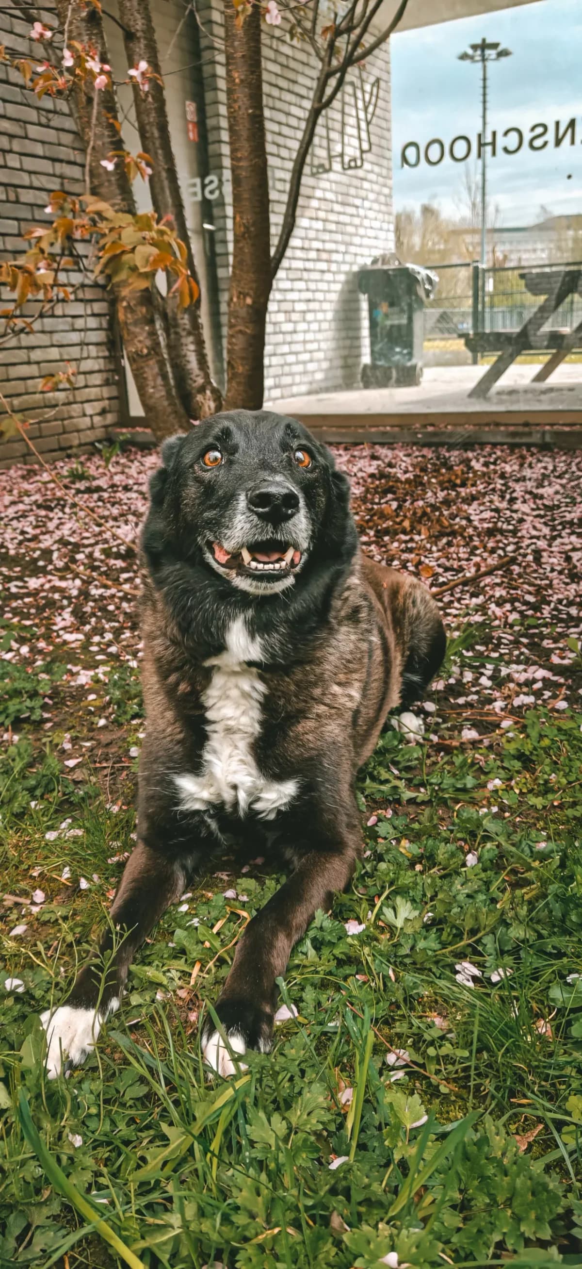 Roadie, male senior mixed breed for adoption at Dierenasiel Gent, Gent