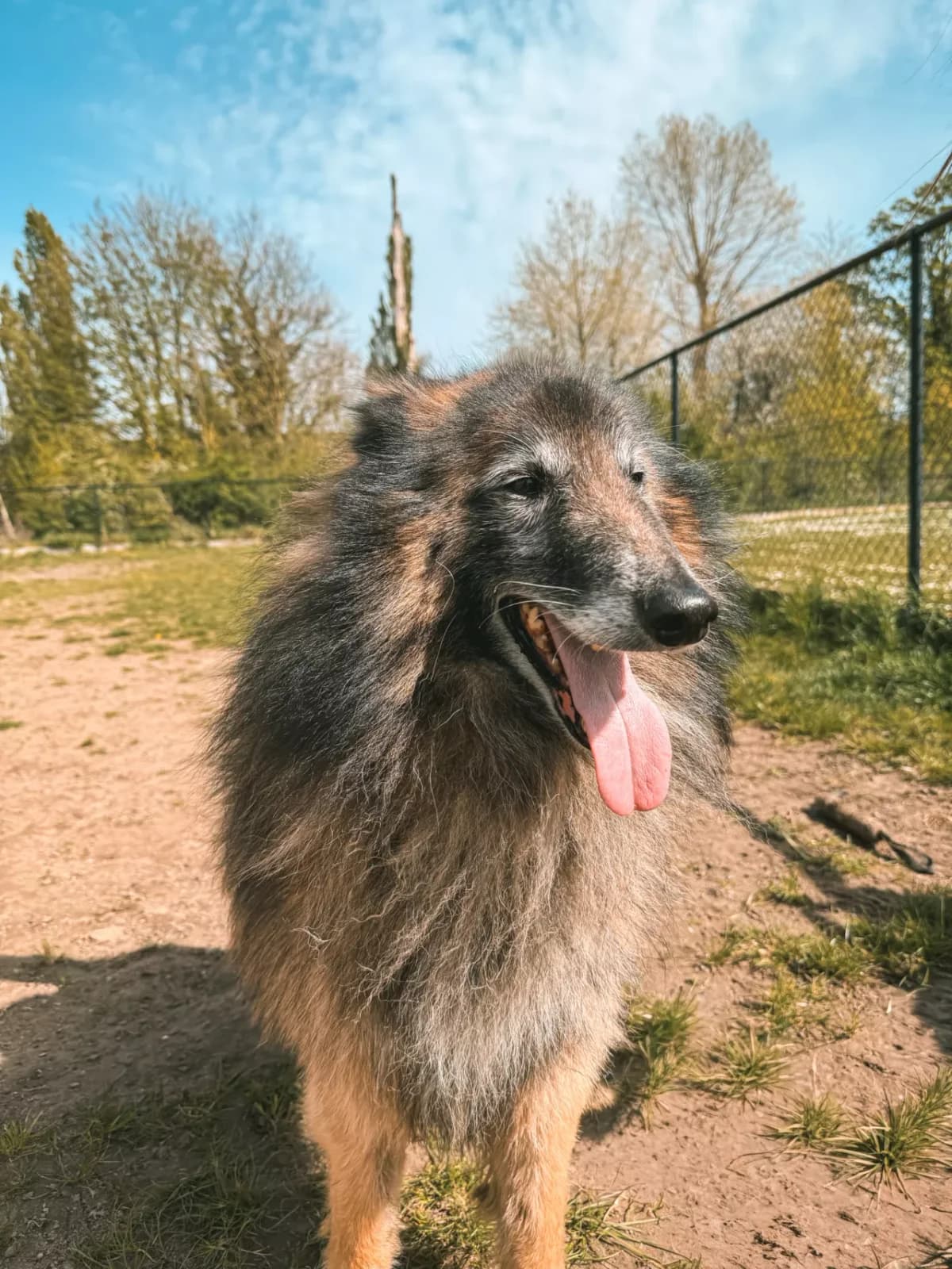 Robbe, male senior Belgian Tervuren for adoption at Dierenasiel Gent, Gent