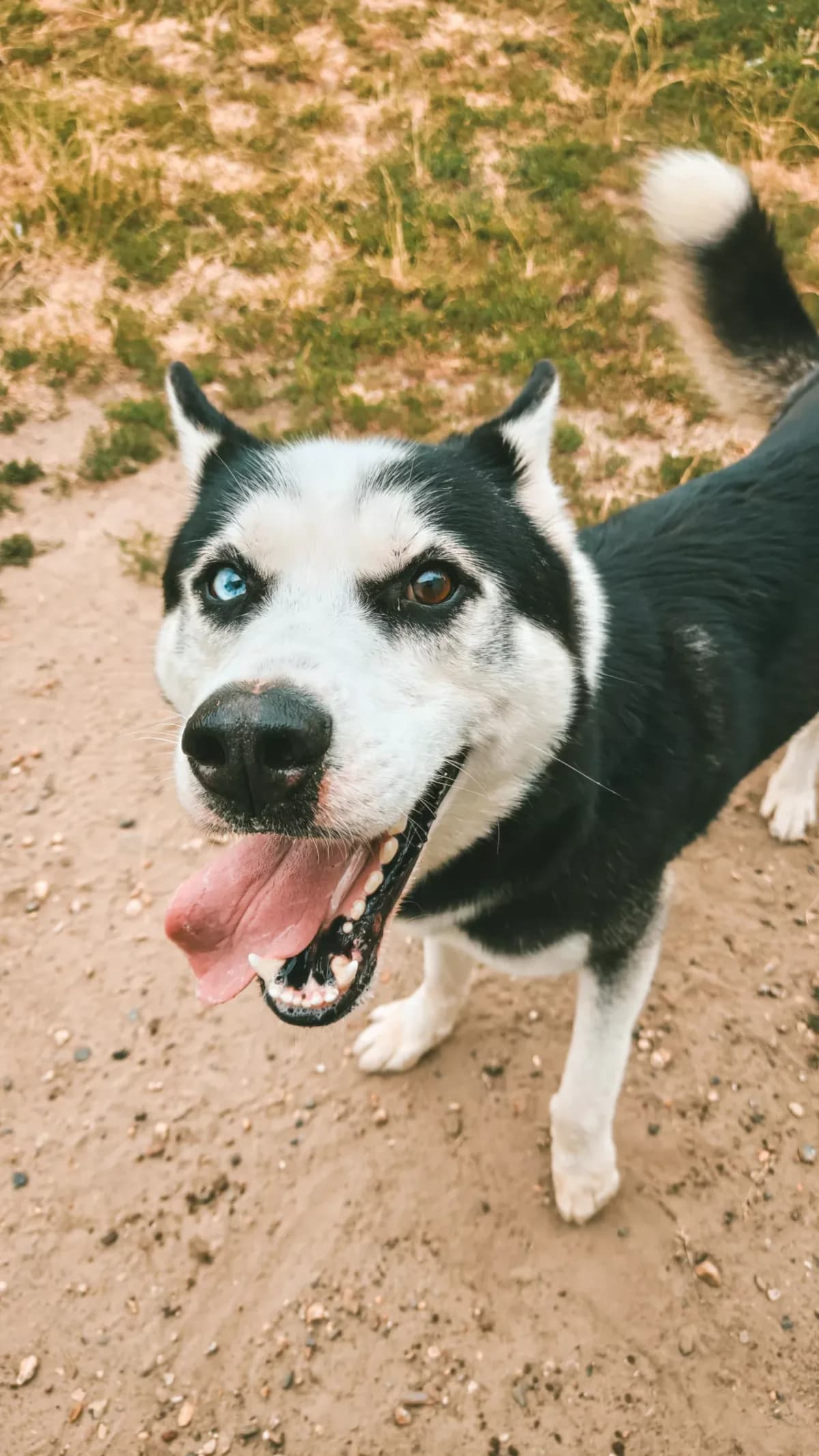 Rocky, Husky (Dierenasiel Gent)