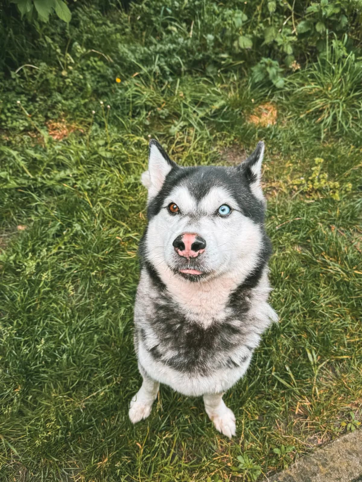 Shadow, male senior Husky for adoption at Dierenasiel Gent, Gent
