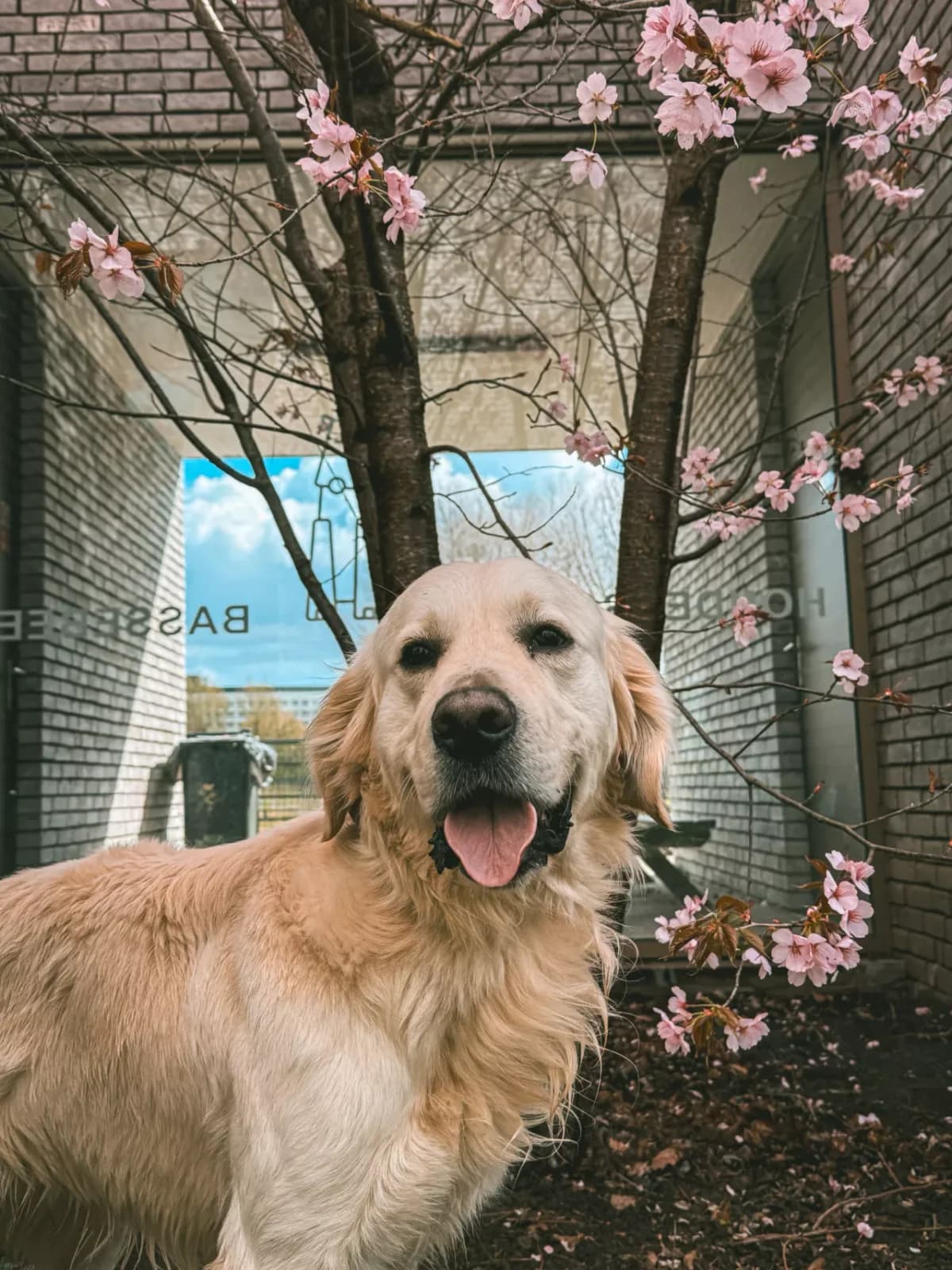 Sky, male 3yo Golden Retriever for adoption at Dierenasiel Gent, Gent
