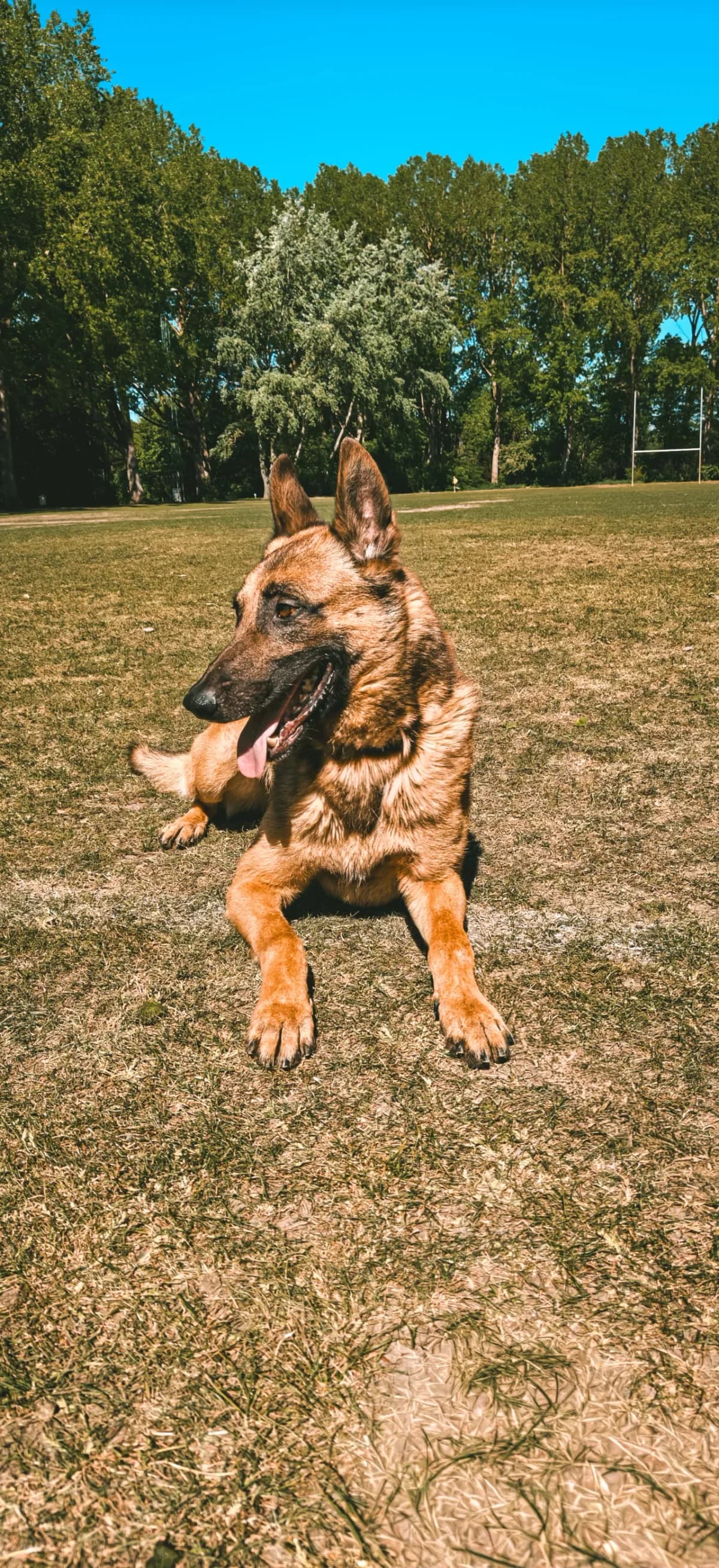 Trifon, male 6yo mixed breed for adoption at Dierenasiel Gent, Gent