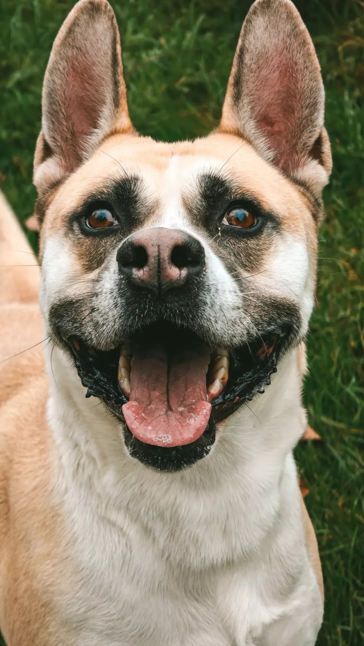 Valentino, male 5yo mixed breed for adoption at Dierenasiel Gent, Gent