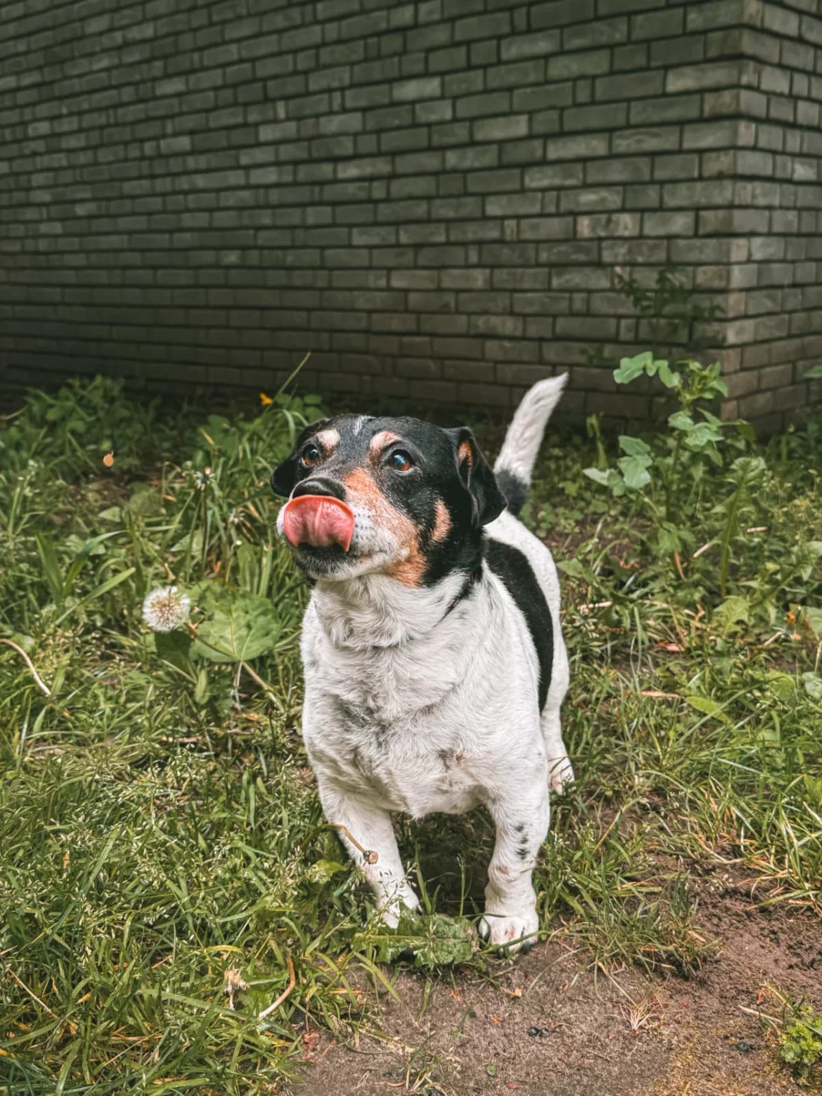 Wolf, male senior Jack Russell Terrier for adoption at Dierenasiel Gent, Gent