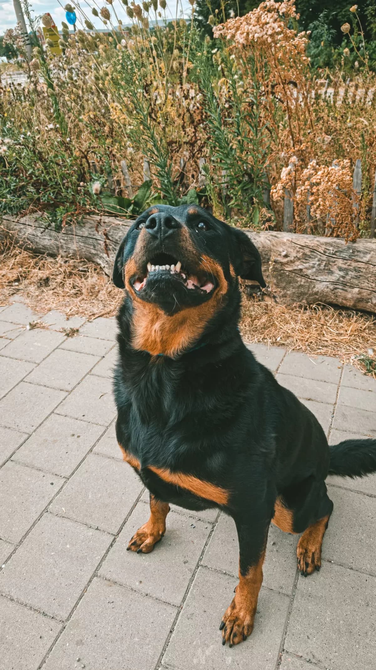 Zita, female senior Rottweiler for adoption at Dierenasiel Gent, Gent