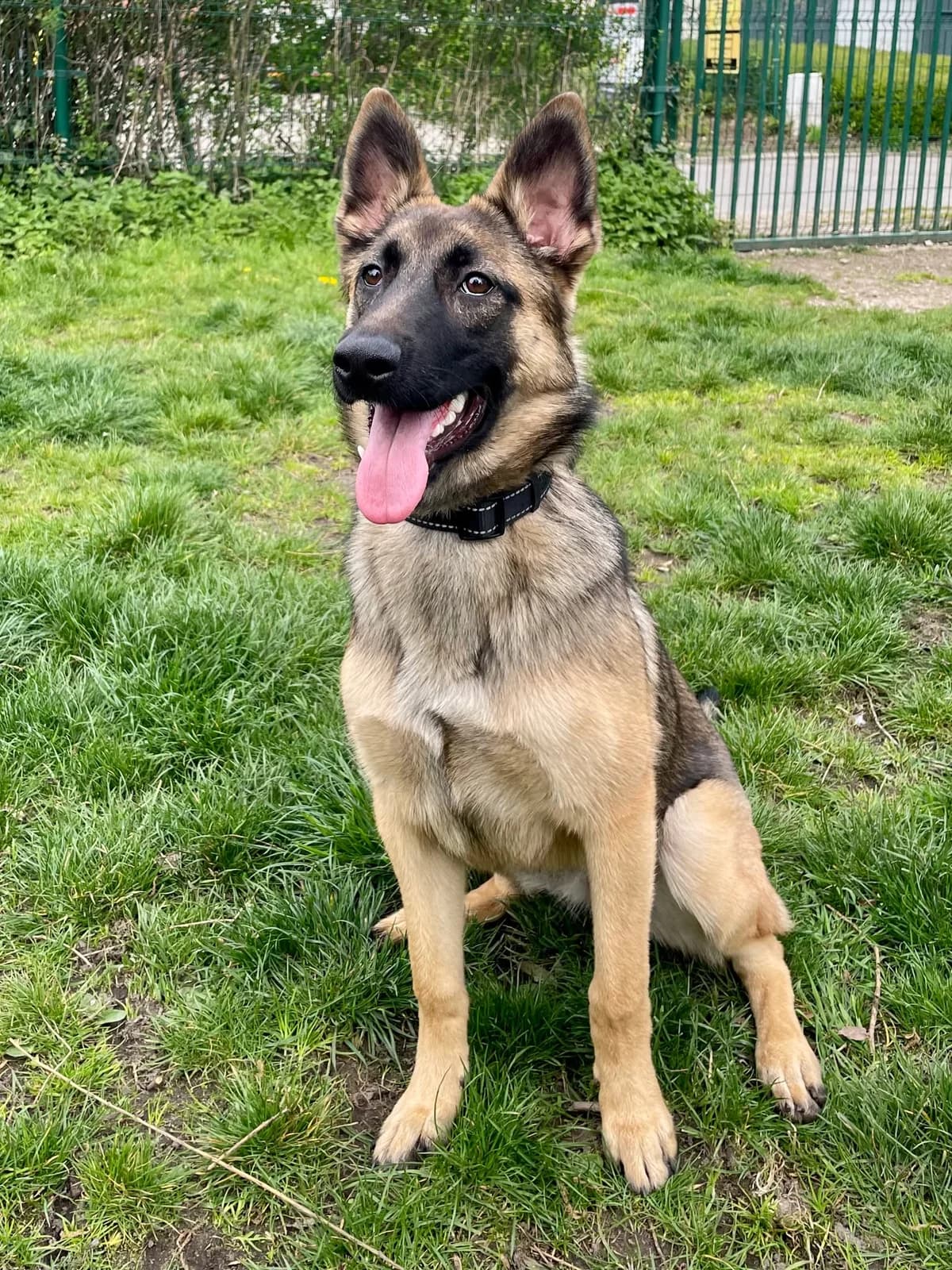 Ahri, female mixed breed for adoption at Dierenasiel Schoten, Schoten