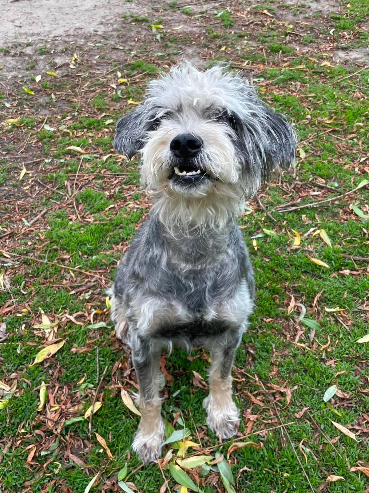 Aiko, male mixed breed for adoption at Dierenasiel Schoten, Schoten