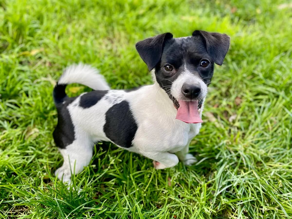 Angel, female mixed breed for adoption at Dierenasiel Schoten, Schoten