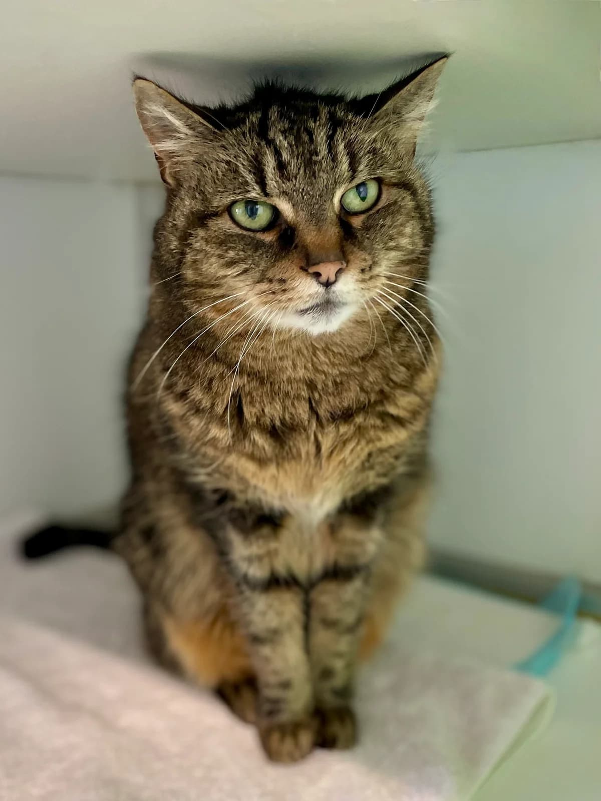 Yoeki, female 3yo European Shorthair for adoption at Dierenasiel Schoten, Schoten