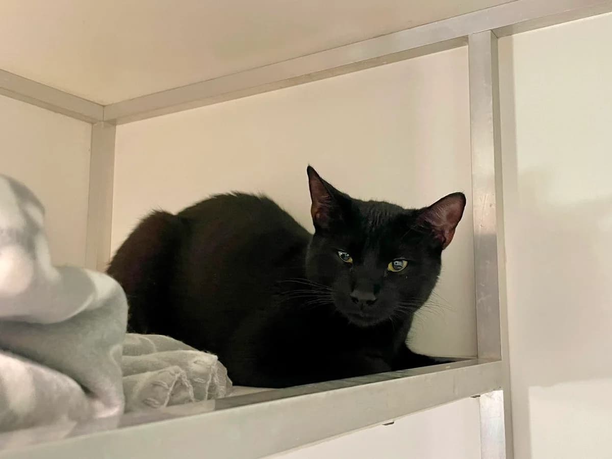 Aziz, female young European Shorthair for adoption at Dierenasiel Schoten, Schoten