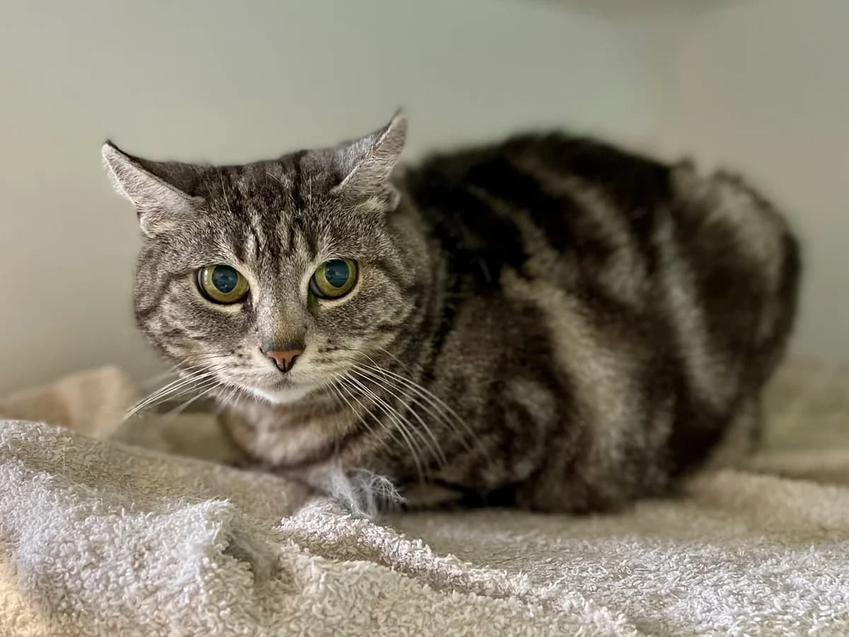 Babou, female 4yo European Shorthair for adoption at Dierenasiel Schoten, Schoten