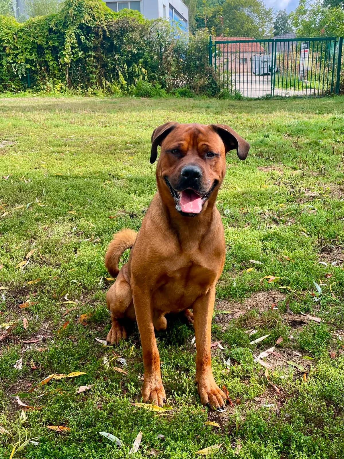 Bas, male Rottweiler for adoption at Dierenasiel Schoten, Schoten