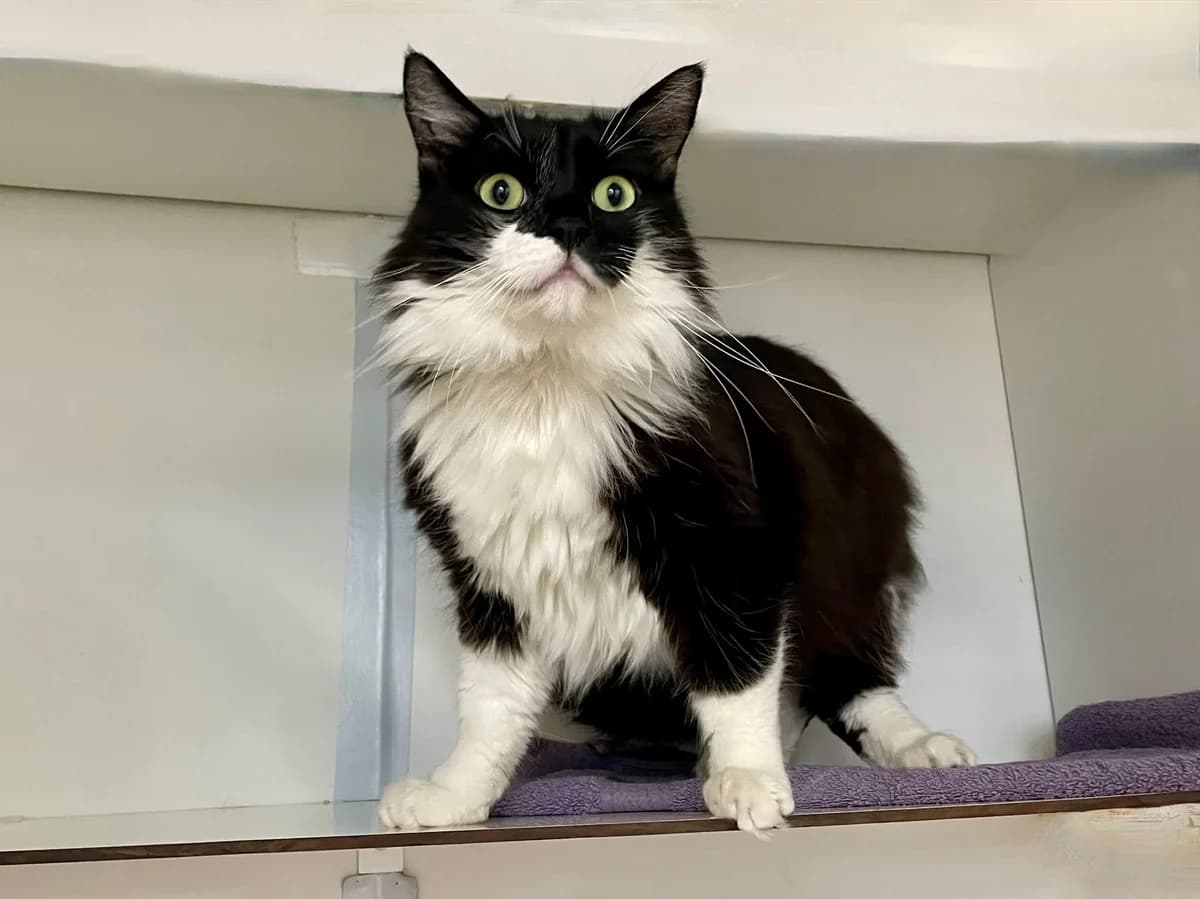 Beau, female 6yo European Shorthair for adoption at Dierenasiel Schoten, Schoten