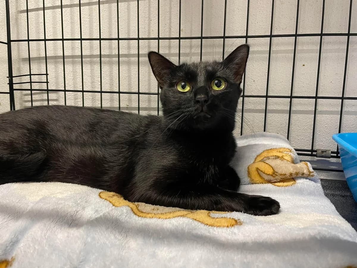 Beauty, female young European Shorthair for adoption at Dierenasiel Schoten, Schoten