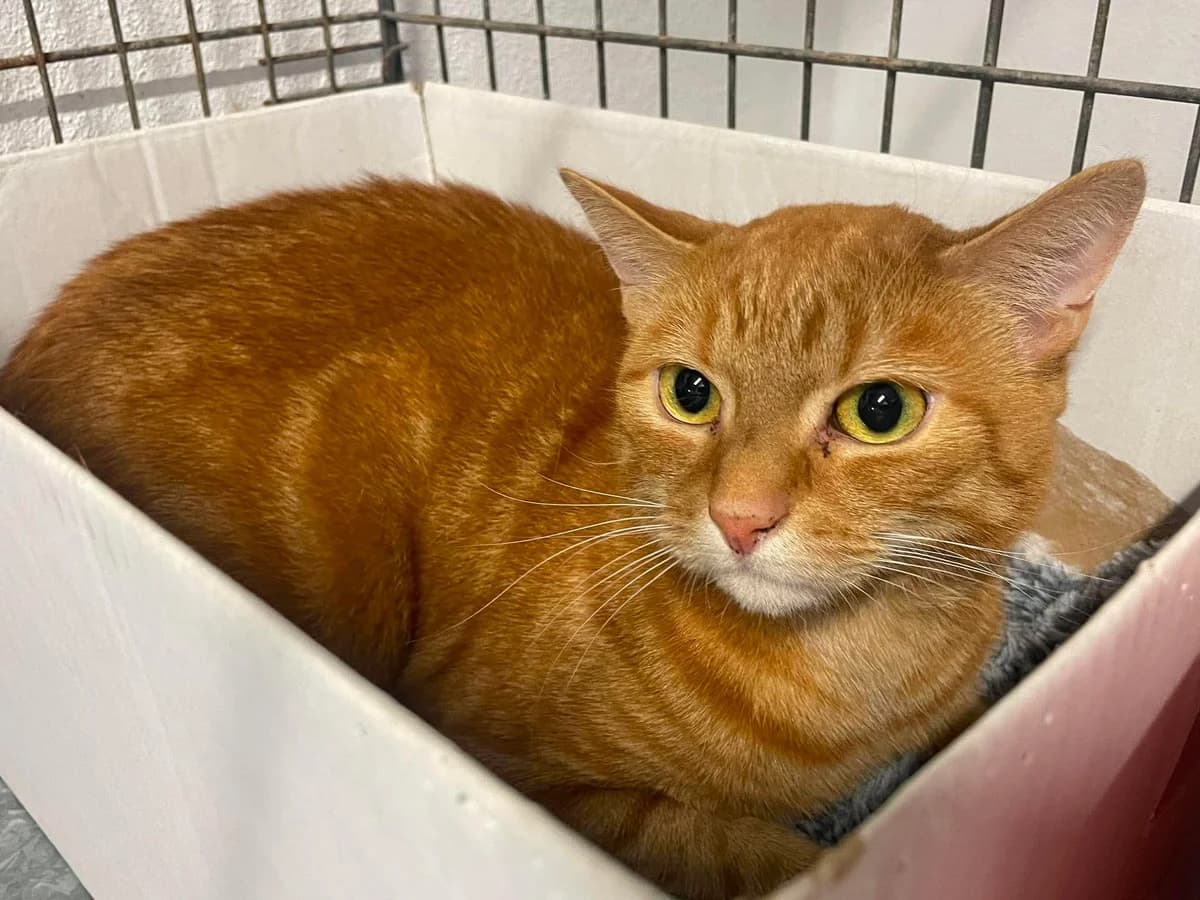 Bilo, male 4yo European Shorthair for adoption at Dierenasiel Schoten, Schoten