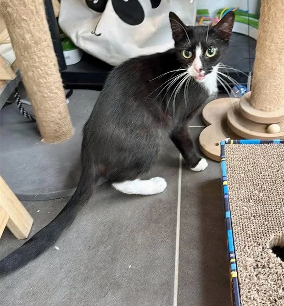 Blitz, female European Shorthair for adoption at Dierenasiel Schoten, Schoten