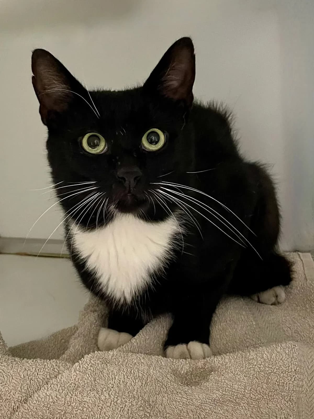 Bobby, male young European Shorthair for adoption at Dierenasiel Schoten, Schoten