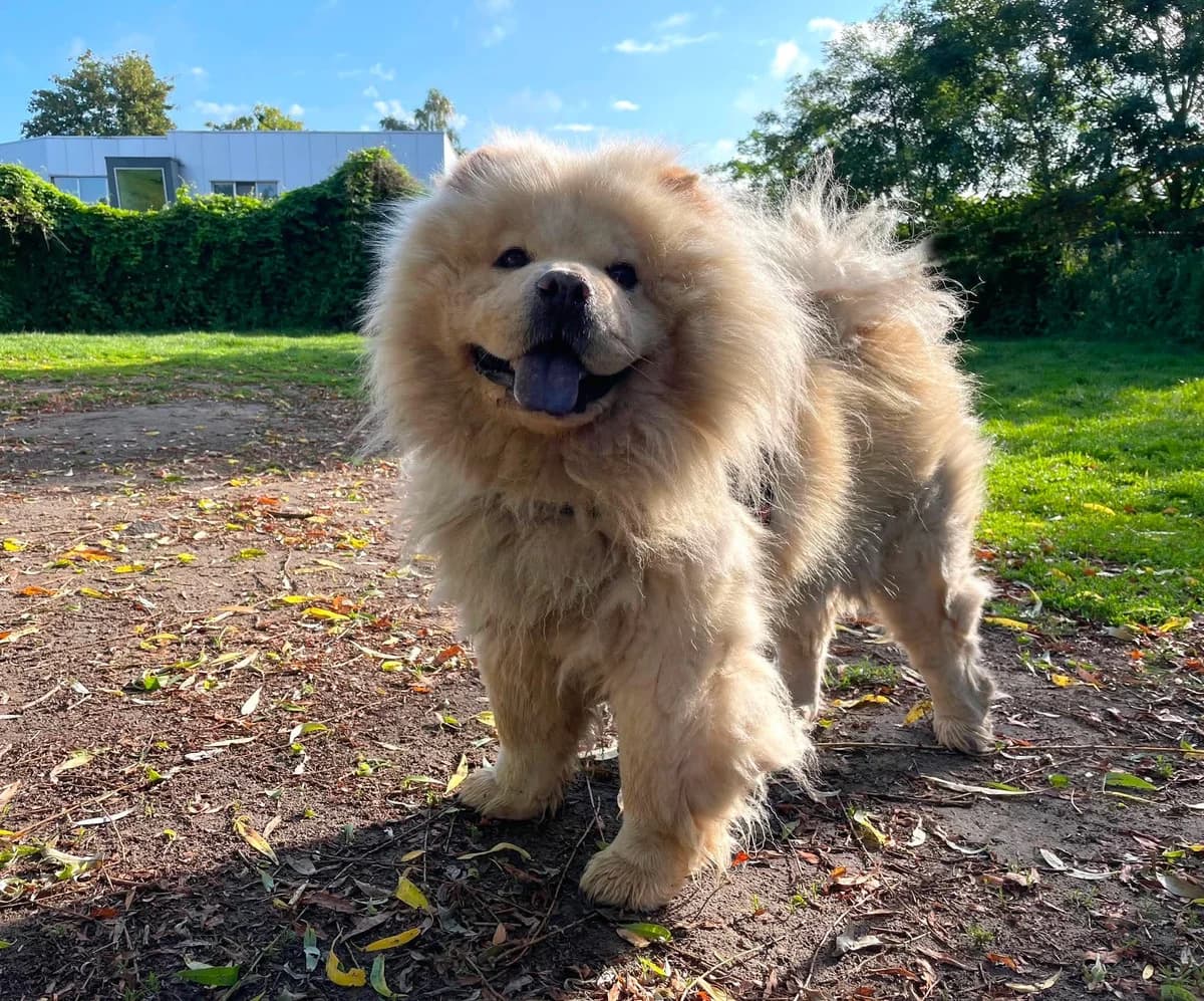 Boncuk, male mixed breed for adoption at Dierenasiel Schoten, Schoten