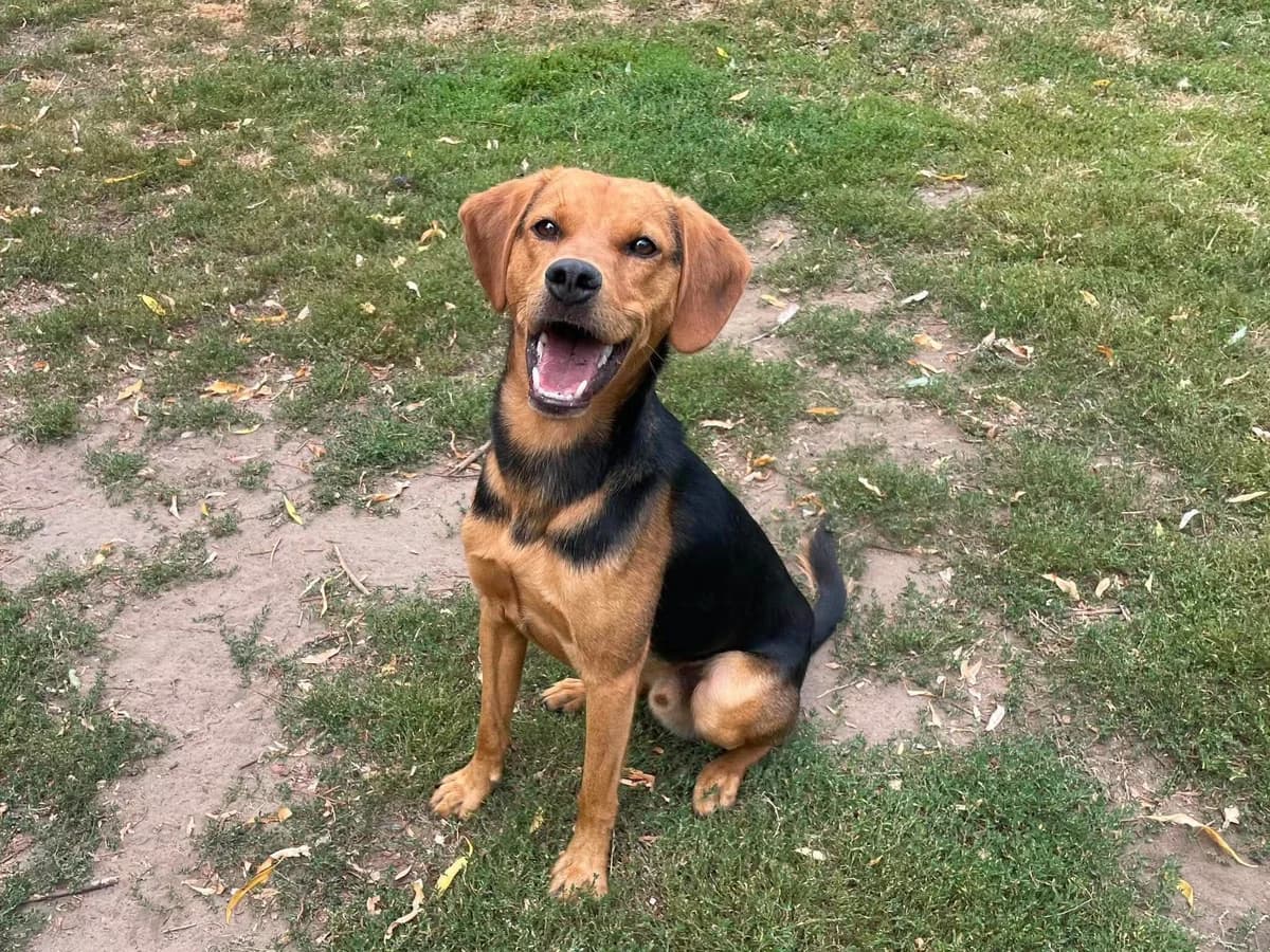 Bowie, male Mixed Breed for adoption at Dierenasiel Schoten, Schoten